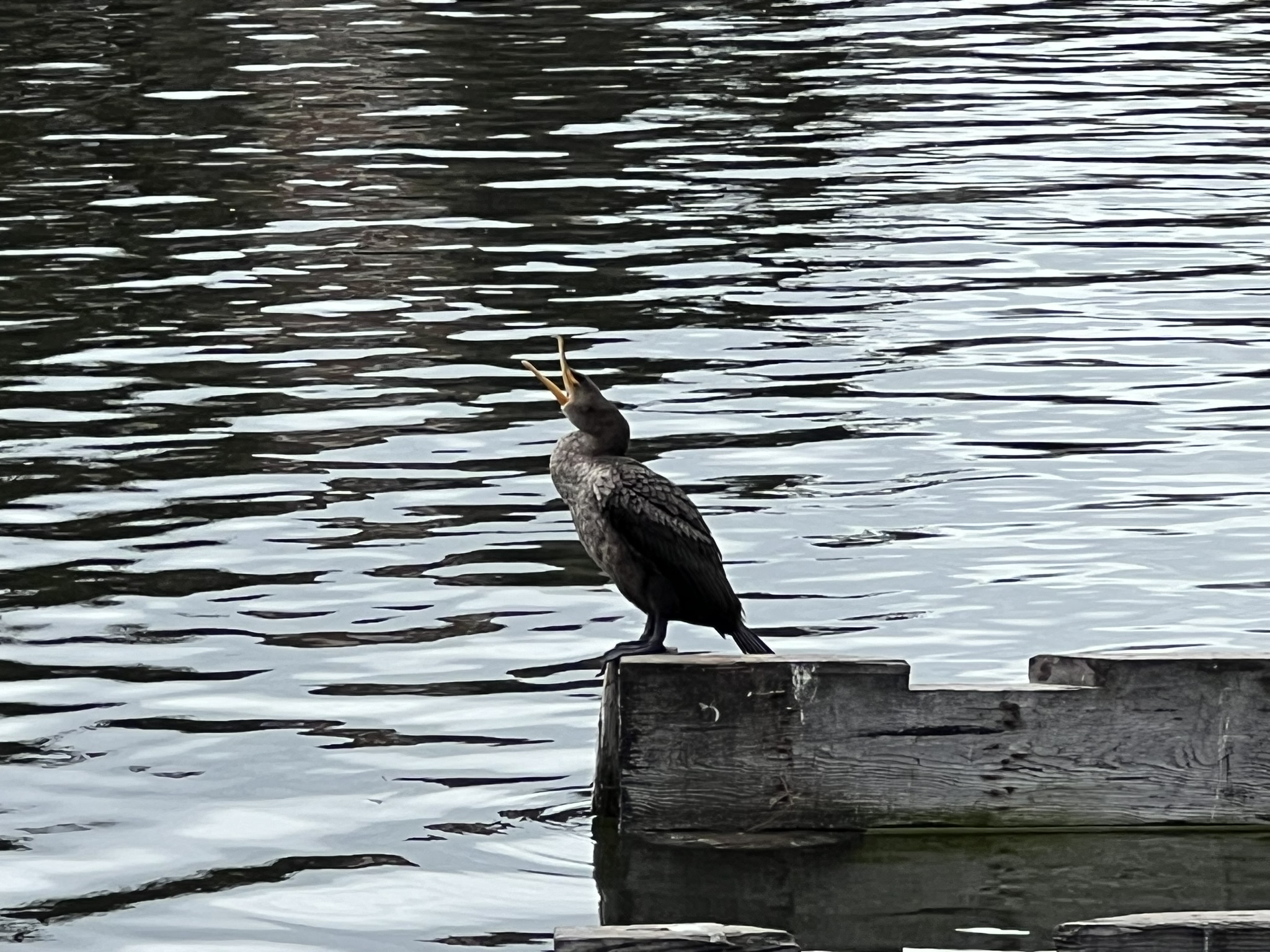 水鸟