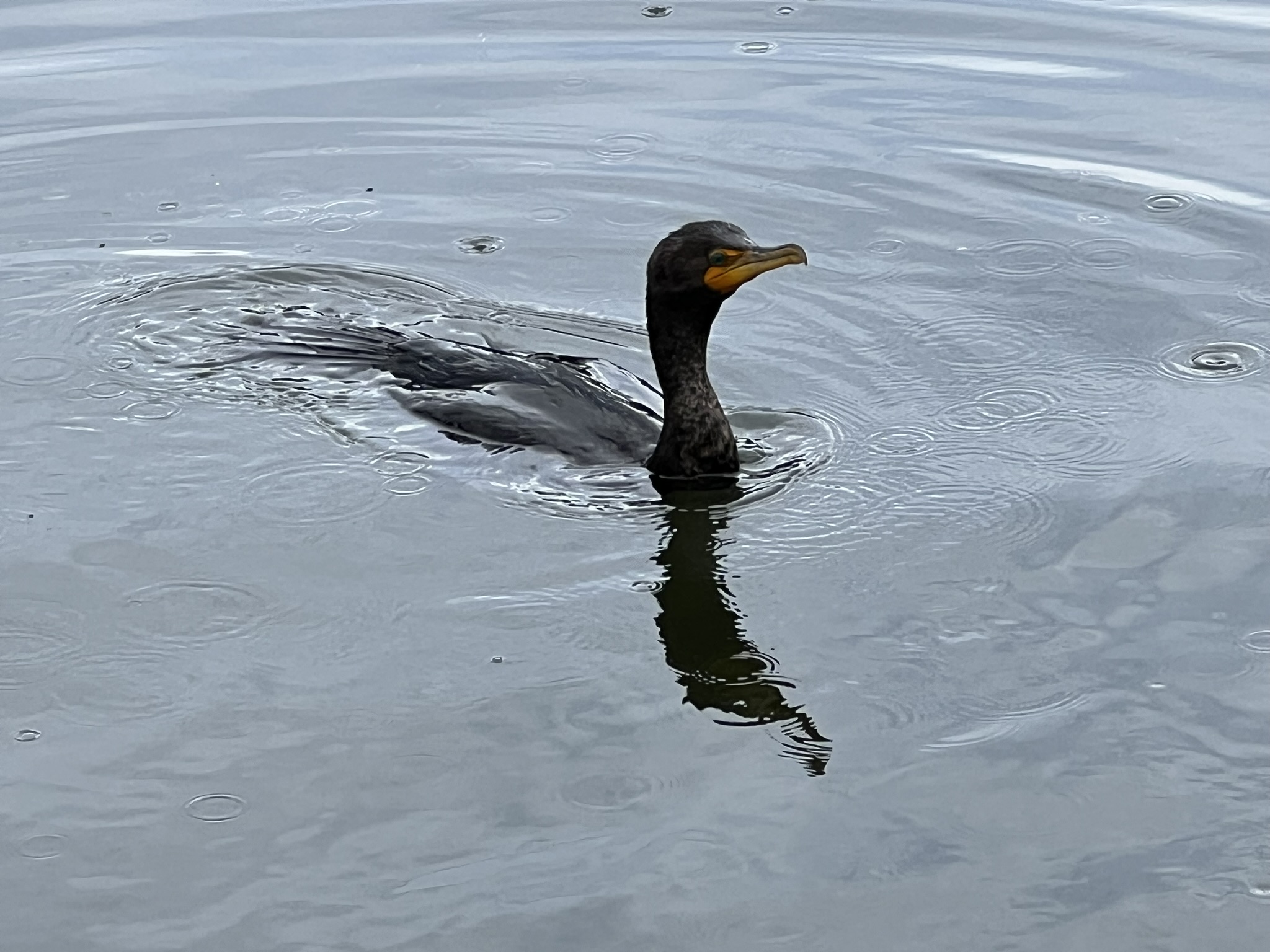 Double-Crested Cormorant 角鸬鹚，很少有的近距离拍摄的机会
