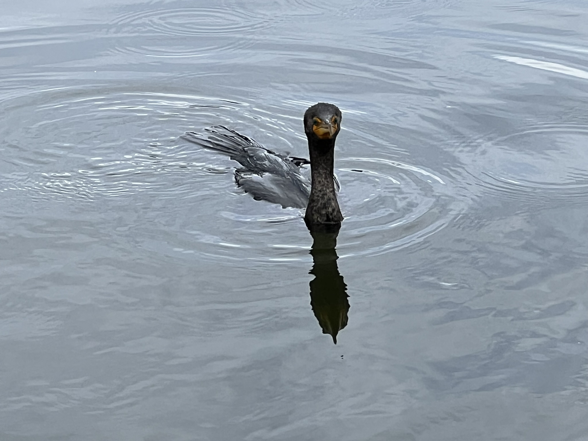 Double-Crested Cormorant 角鸬鹚，很少有的近距离拍摄的机会