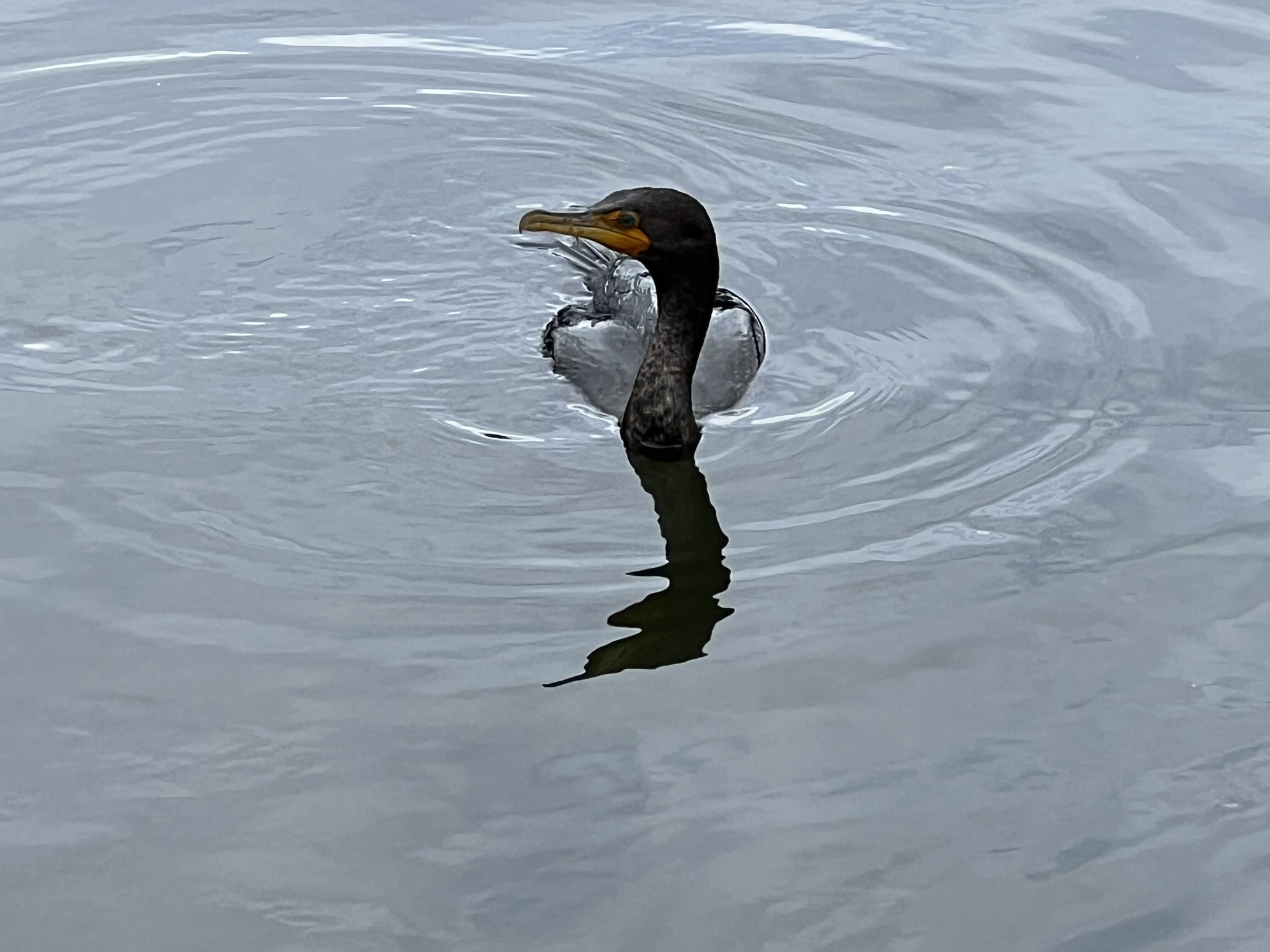 Double-Crested Cormorant 角鸬鹚，很少有的近距离拍摄的机会