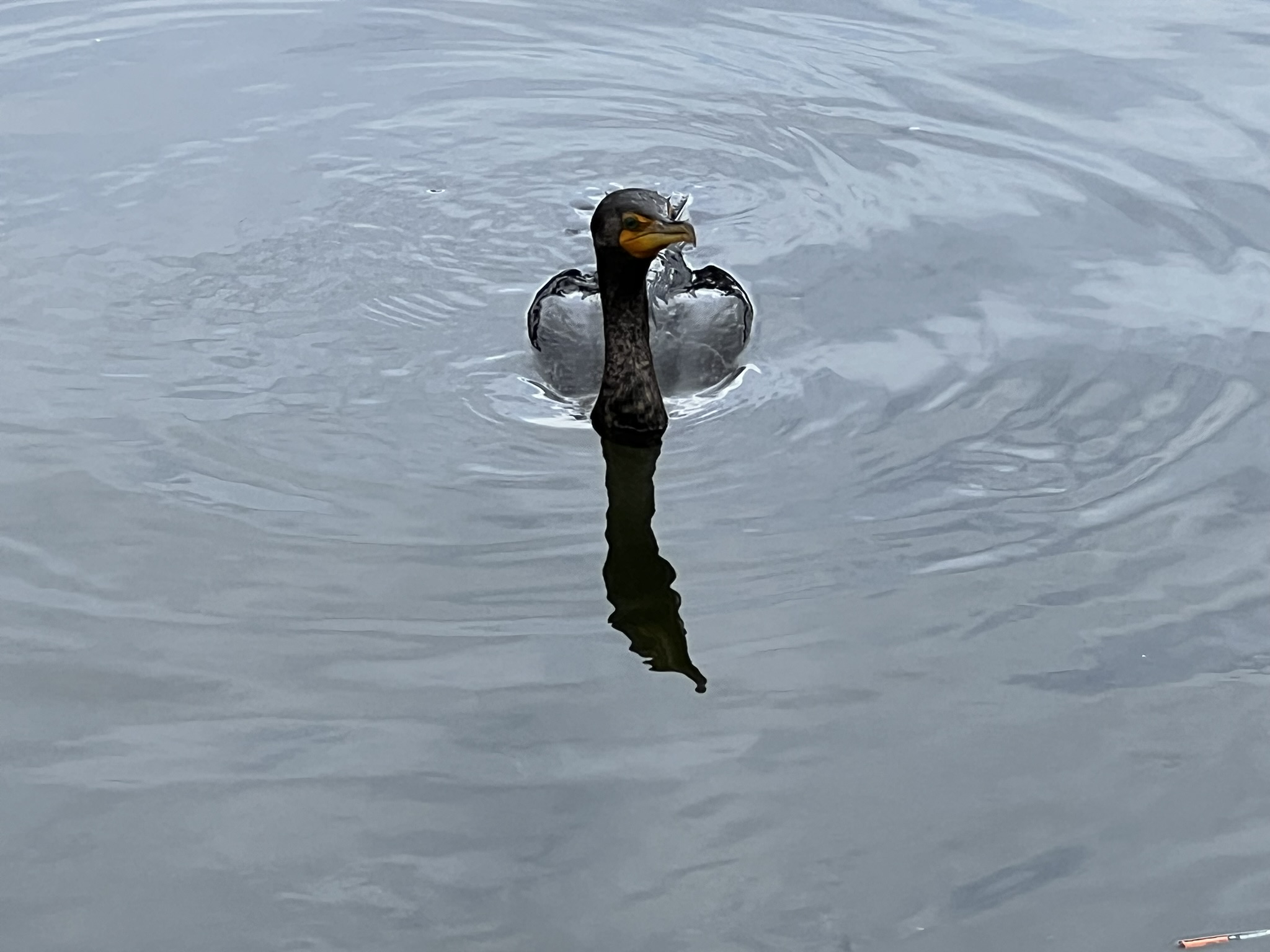 Double-Crested Cormorant 角鸬鹚，很少有的近距离拍摄的机会