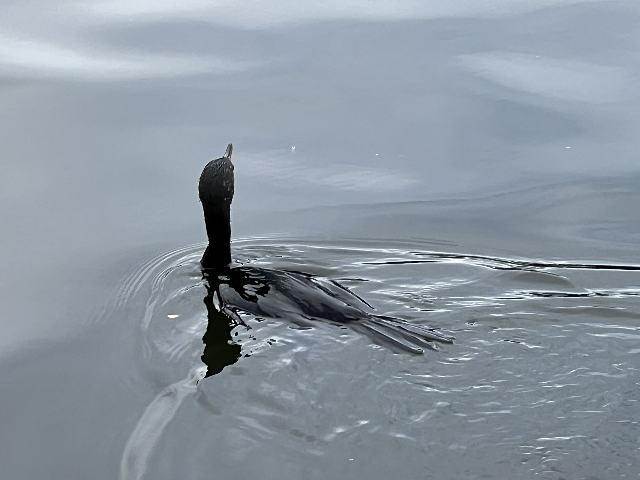 Double-Crested Cormorant 角鸬鹚，很少有的近距离拍摄的机会