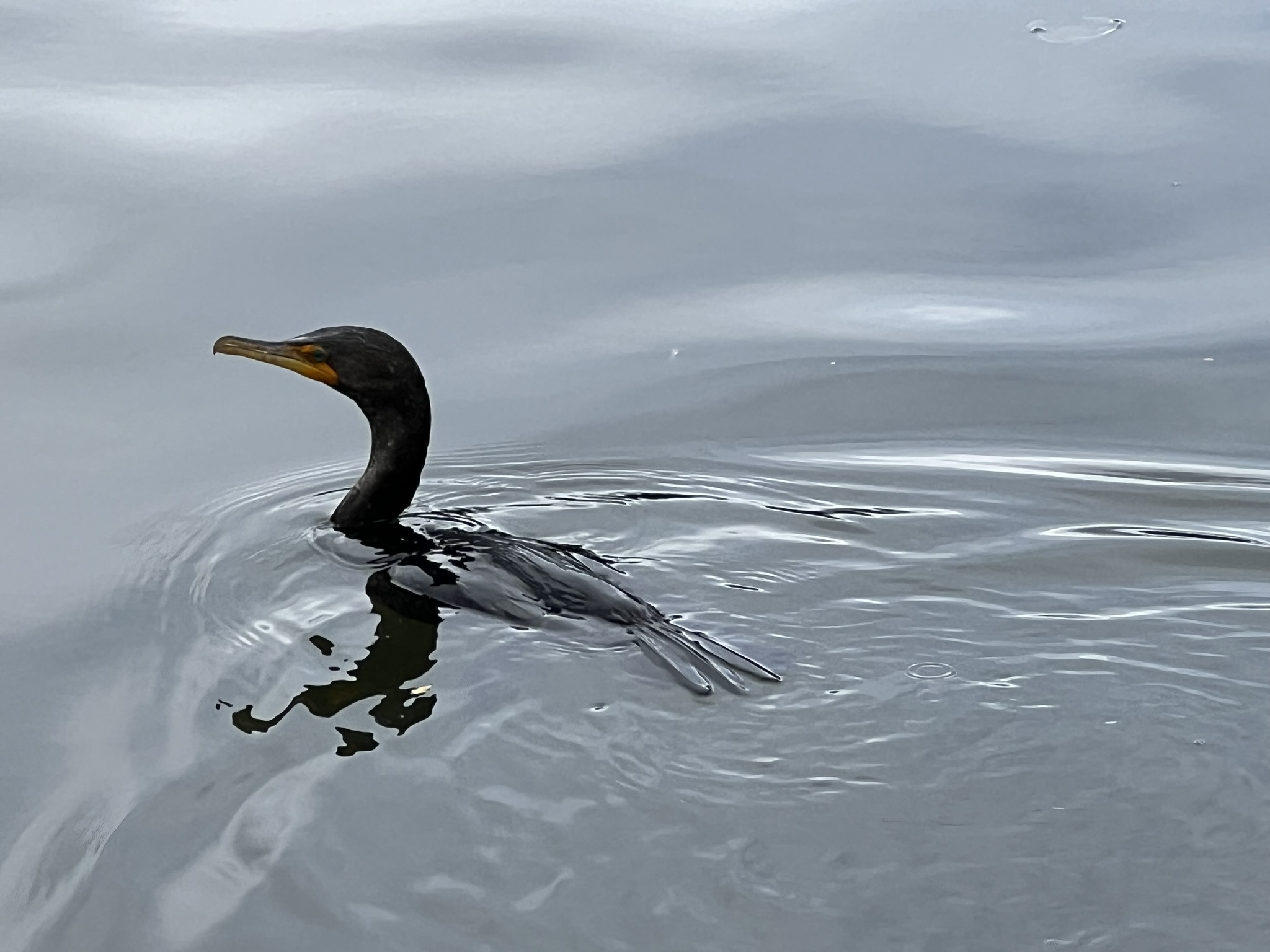 Double-Crested Cormorant 角鸬鹚，很少有的近距离拍摄的机会