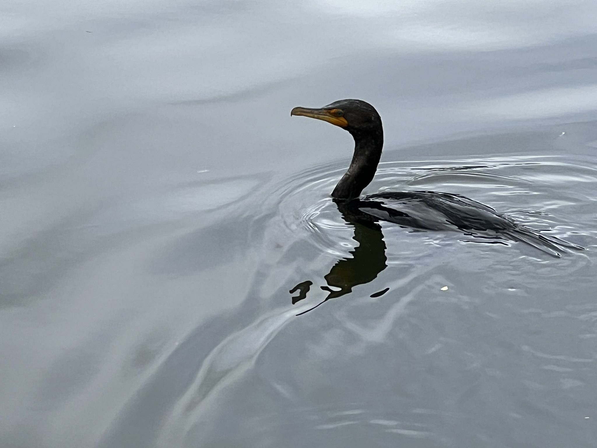 Double-Crested Cormorant 角鸬鹚，很少有的近距离拍摄的机会