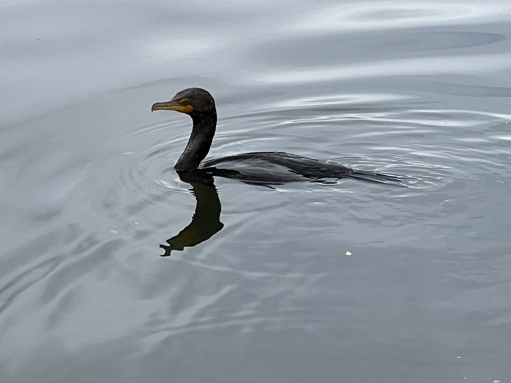 Double-Crested Cormorant 角鸬鹚，很少有的近距离拍摄的机会