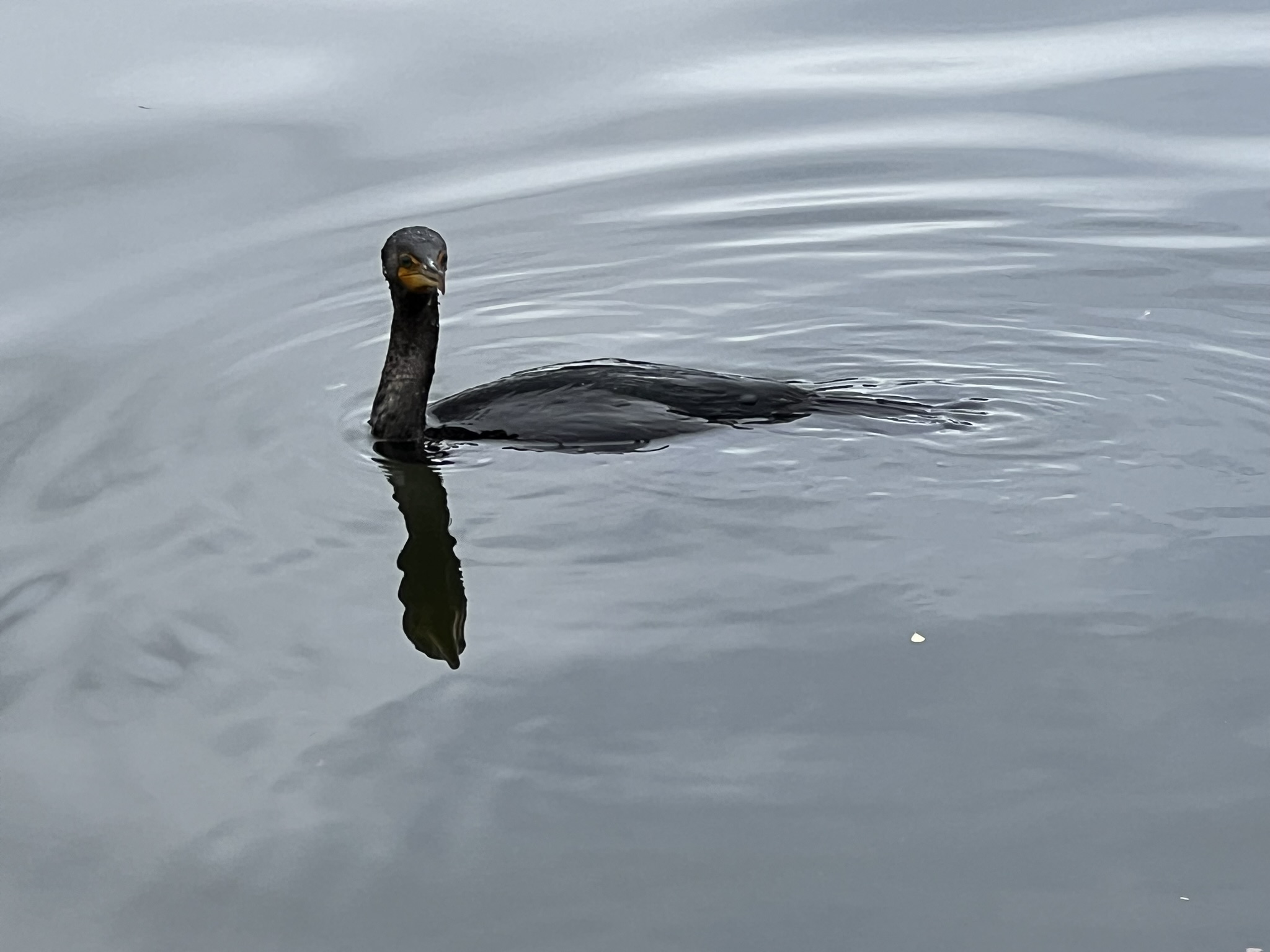 Double-Crested Cormorant 角鸬鹚，很少有的近距离拍摄的机会