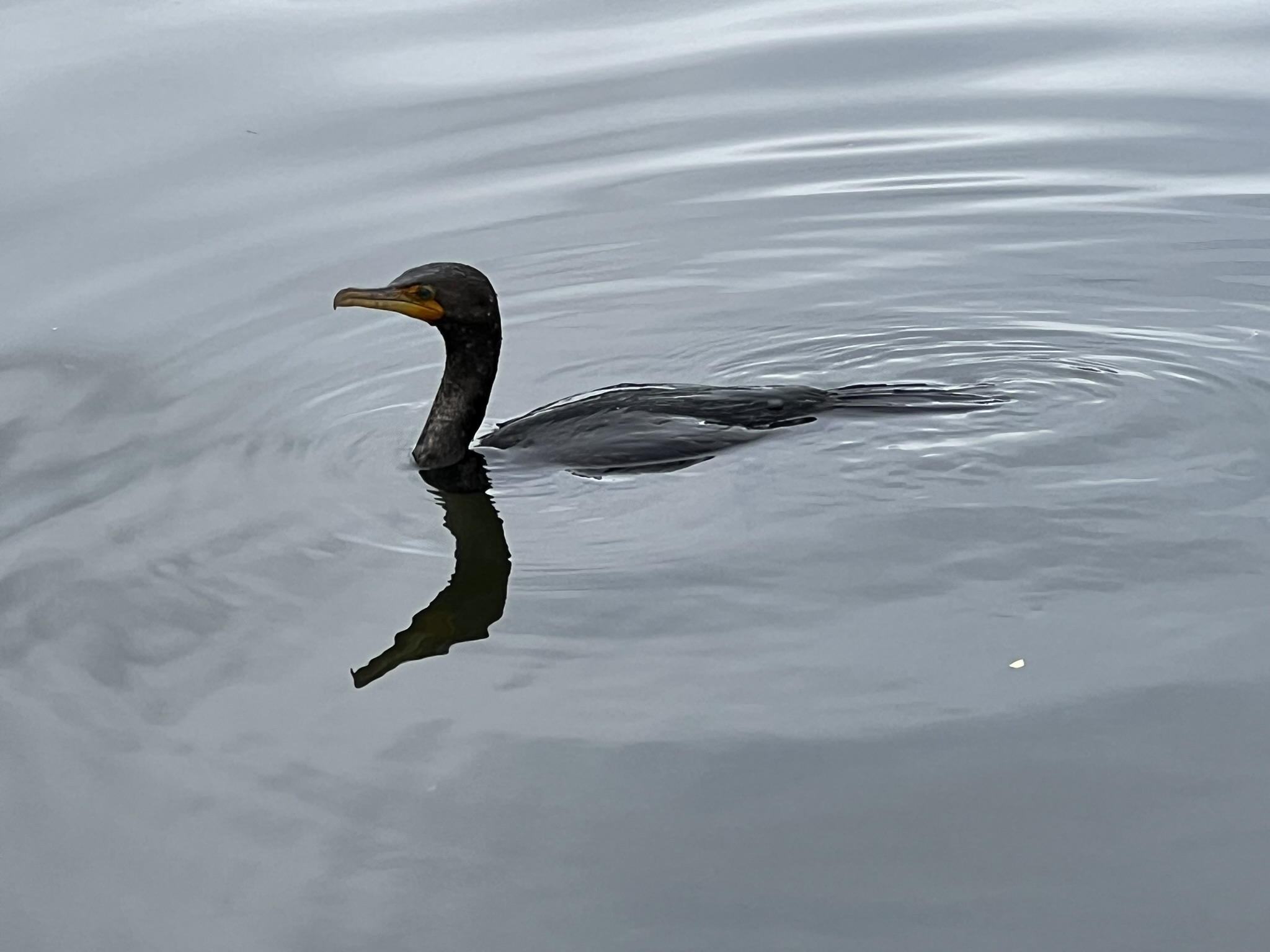 Double-Crested Cormorant 角鸬鹚，很少有的近距离拍摄的机会
