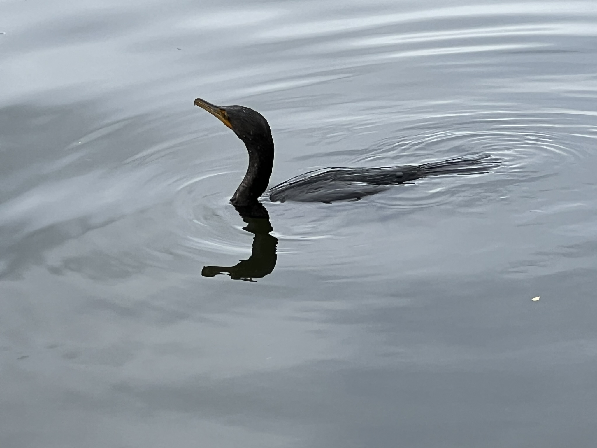Double-Crested Cormorant 角鸬鹚，很少有的近距离拍摄的机会