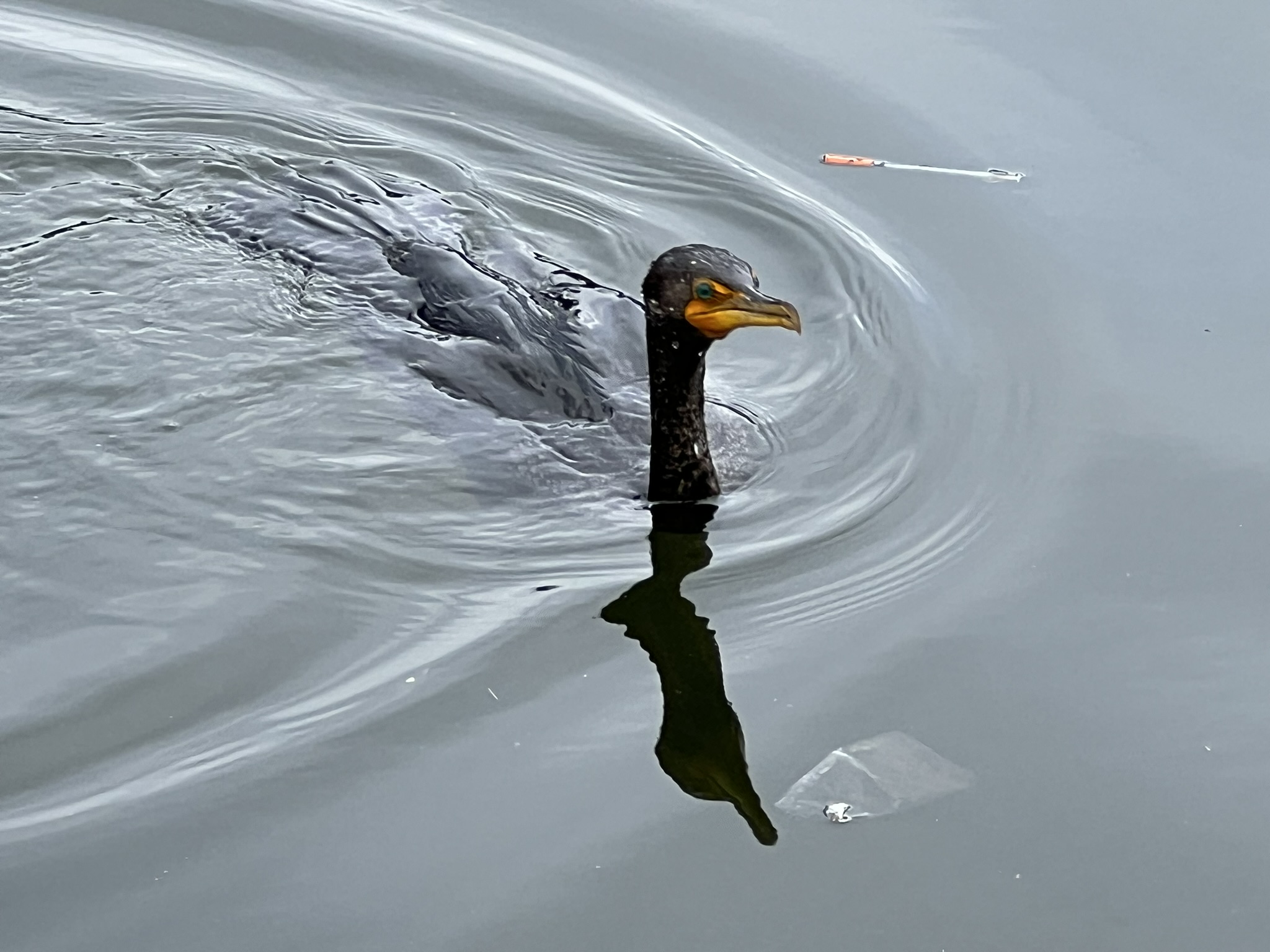 Double-Crested Cormorant 角鸬鹚，很少有的近距离拍摄的机会