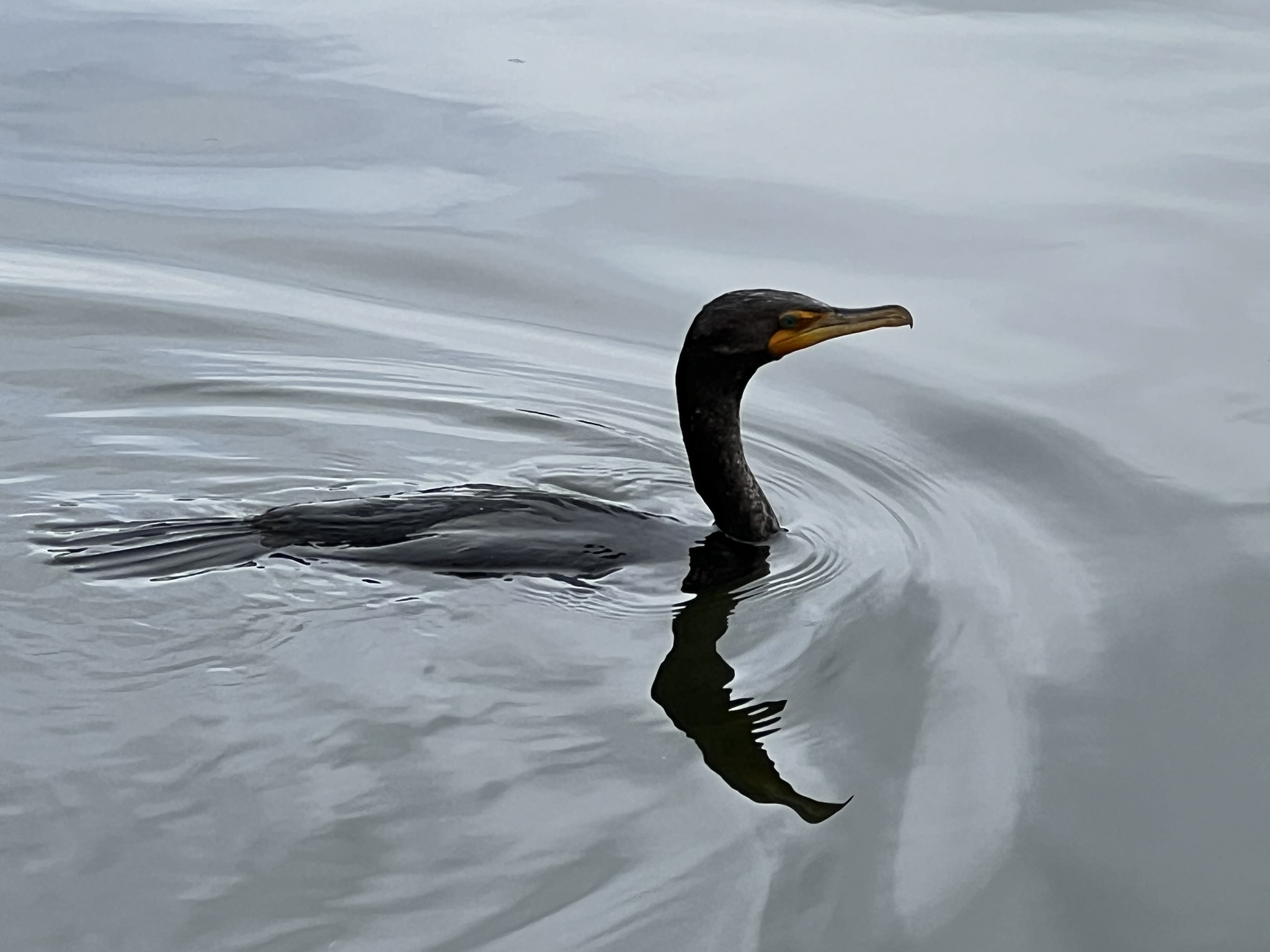 Double-Crested Cormorant 角鸬鹚，很少有的近距离拍摄的机会