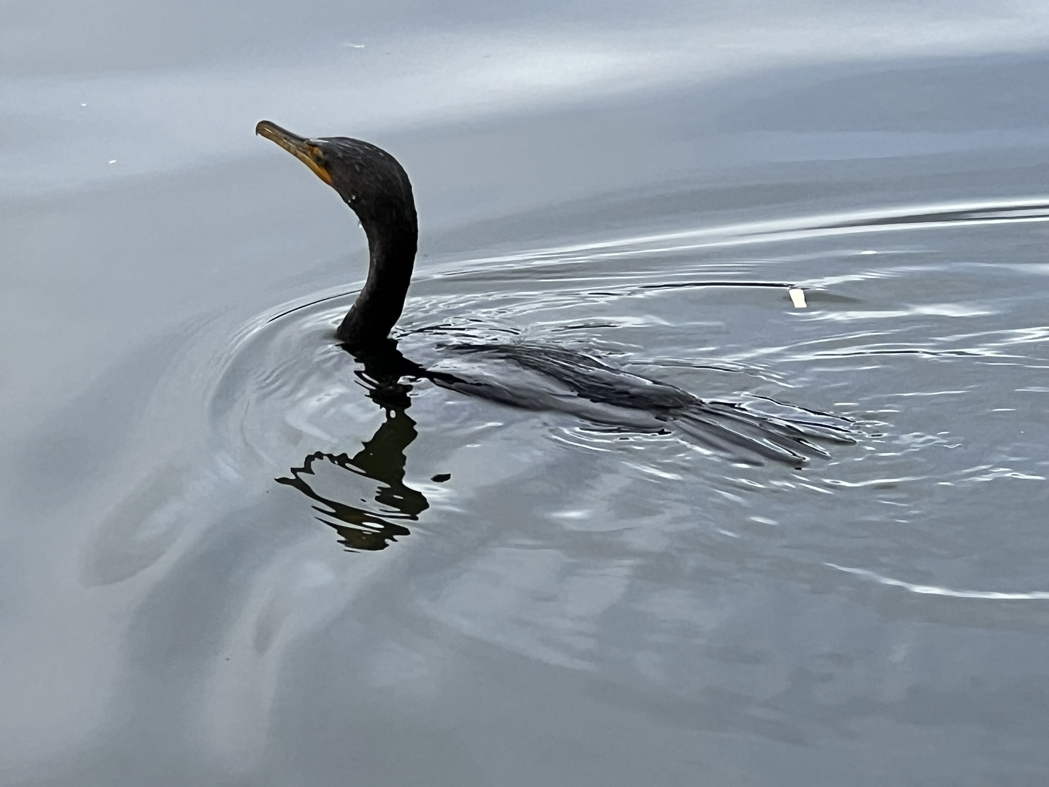 Double-Crested Cormorant 角鸬鹚，很少有的近距离拍摄的机会