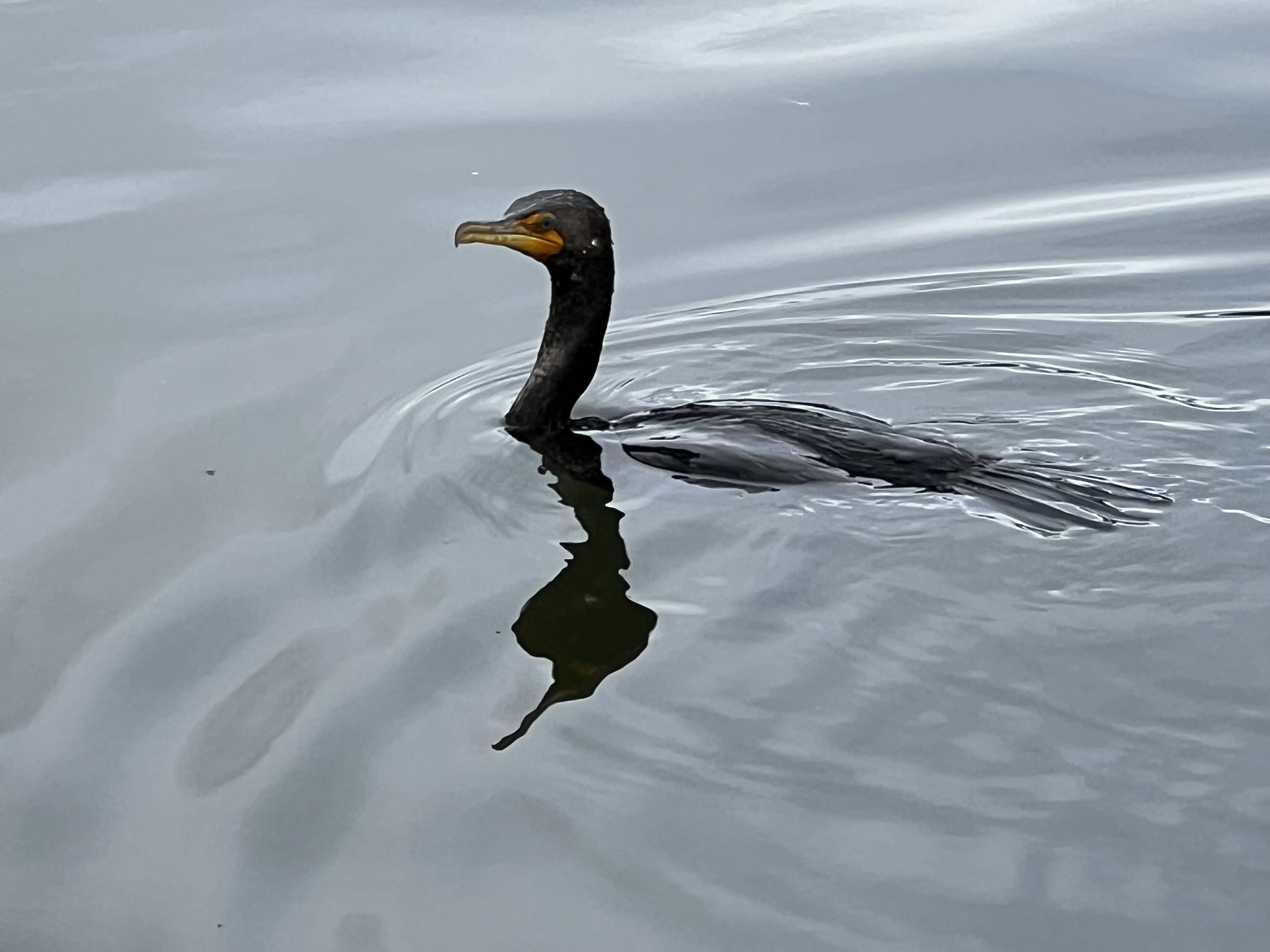 Double-Crested Cormorant 角鸬鹚，很少有的近距离拍摄的机会