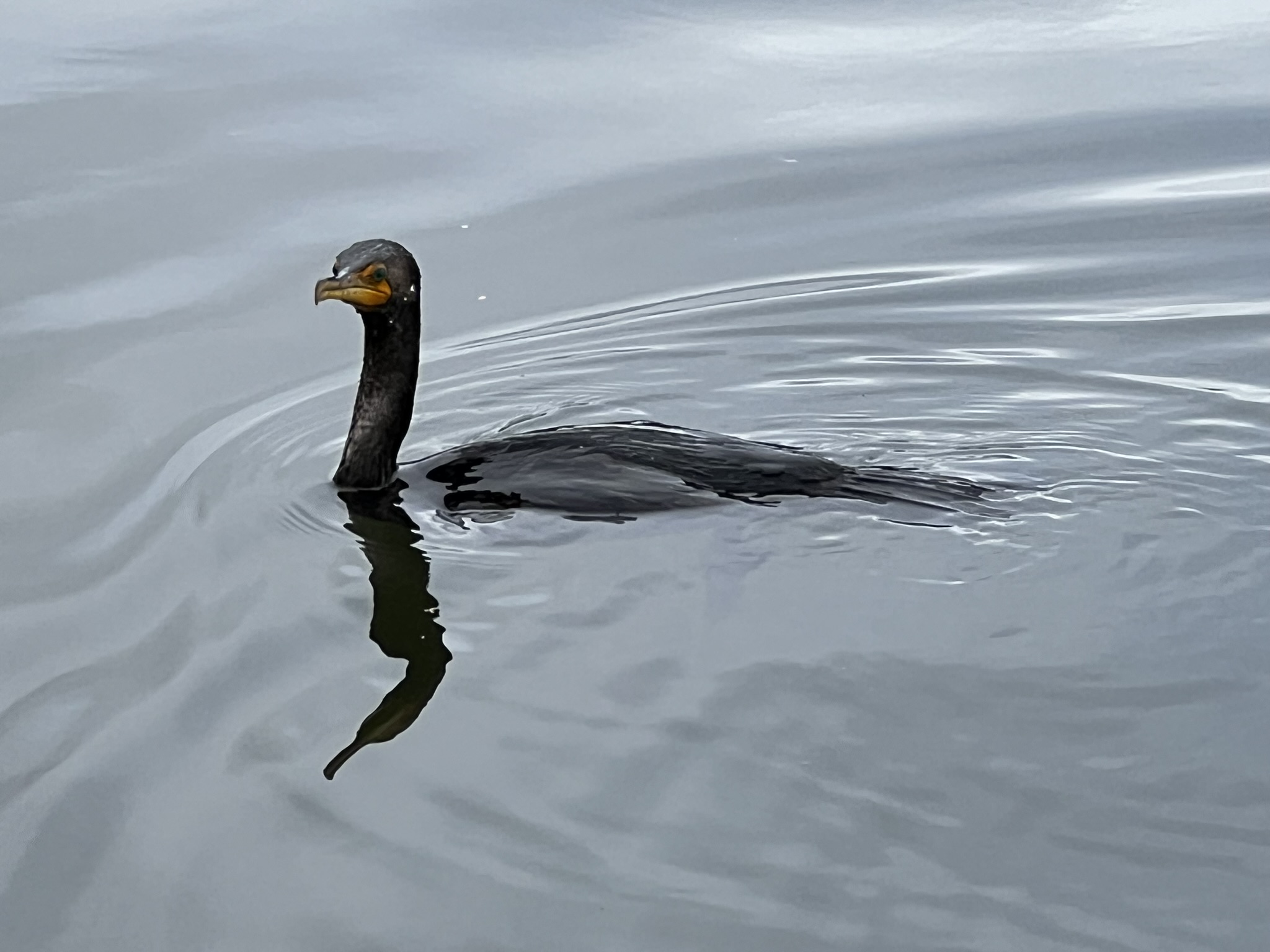 Double-Crested Cormorant 角鸬鹚，很少有的近距离拍摄的机会