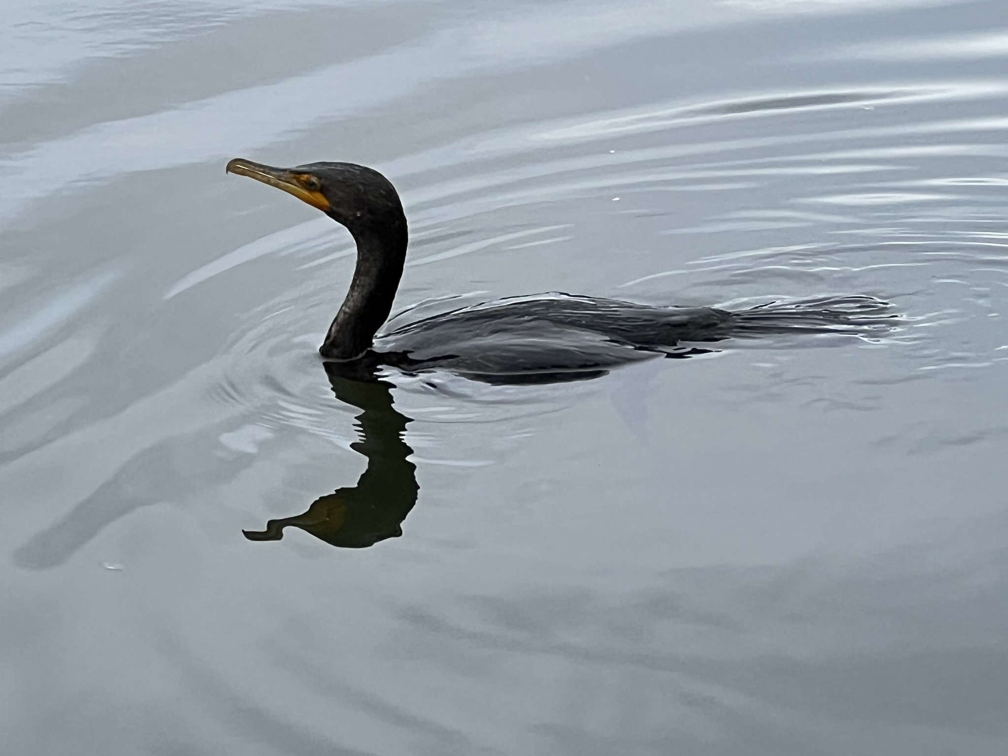 Double-Crested Cormorant 角鸬鹚，很少有的近距离拍摄的机会