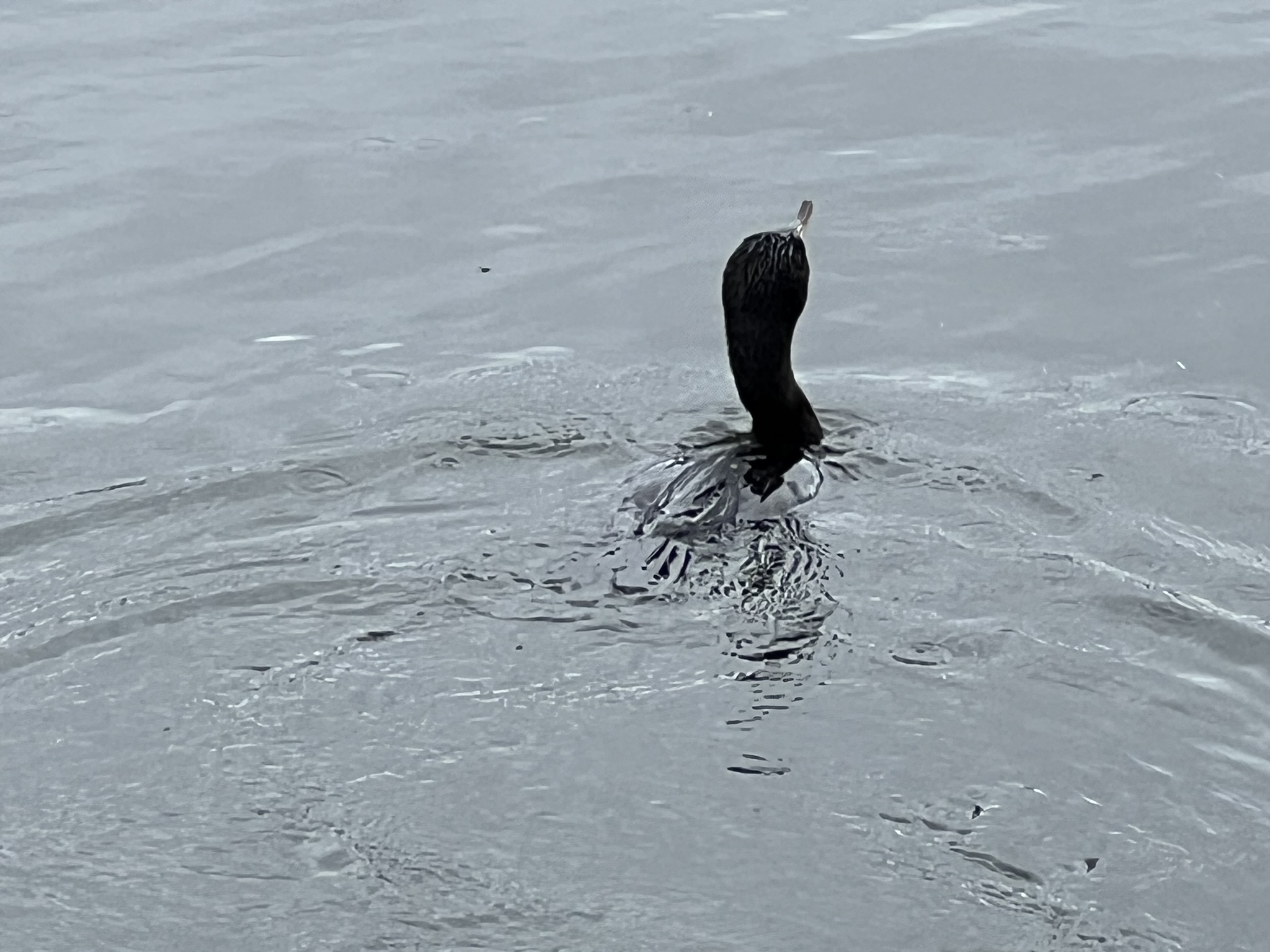 Double-Crested Cormorant 角鸬鹚，很少有的近距离拍摄的机会
