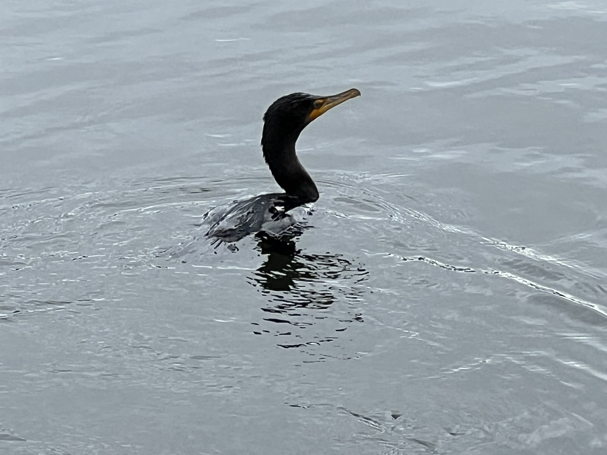 Double-Crested Cormorant 角鸬鹚，很少有的近距离拍摄的机会
