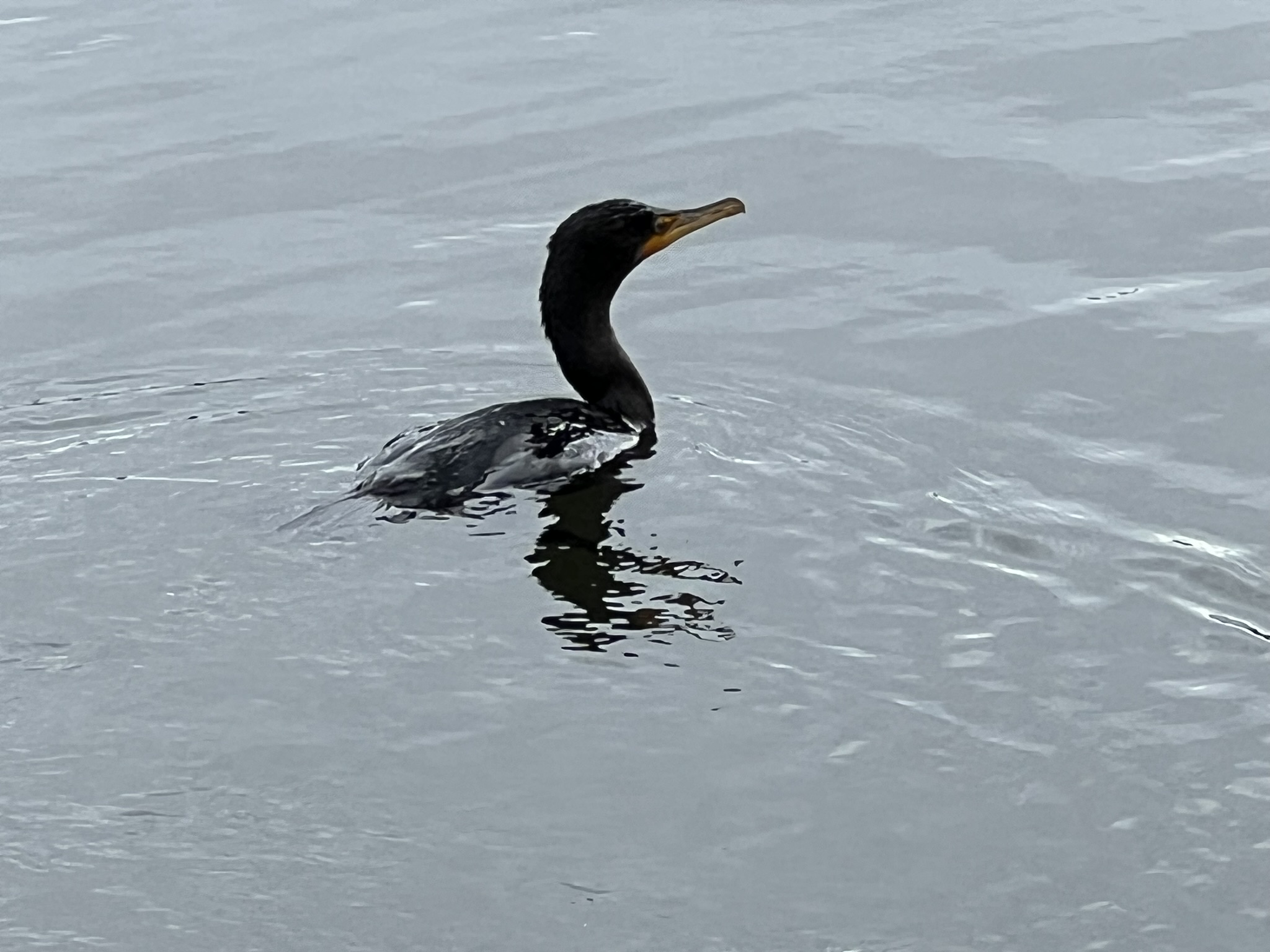 Double-Crested Cormorant 角鸬鹚，很少有的近距离拍摄的机会