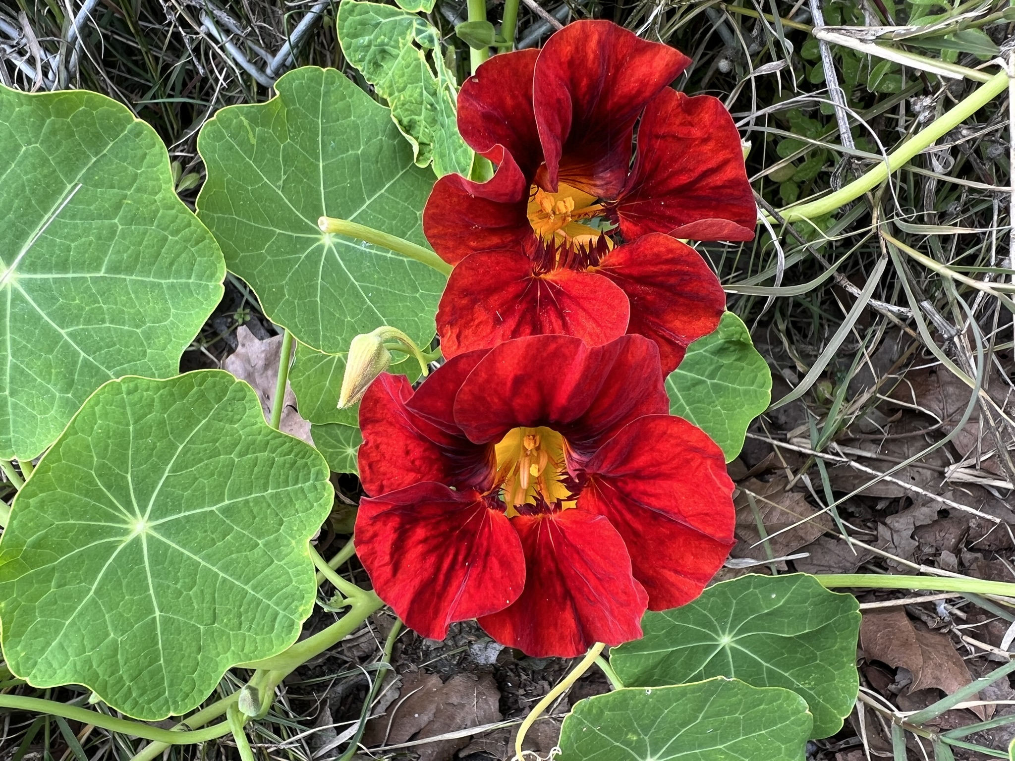 花