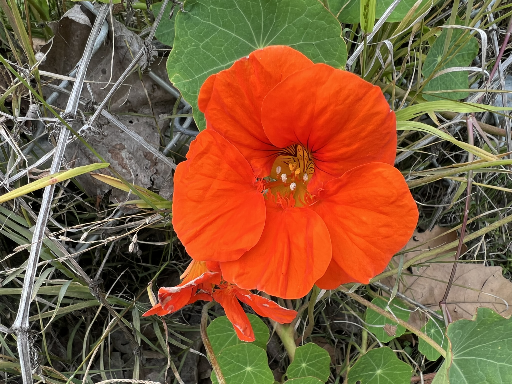 花