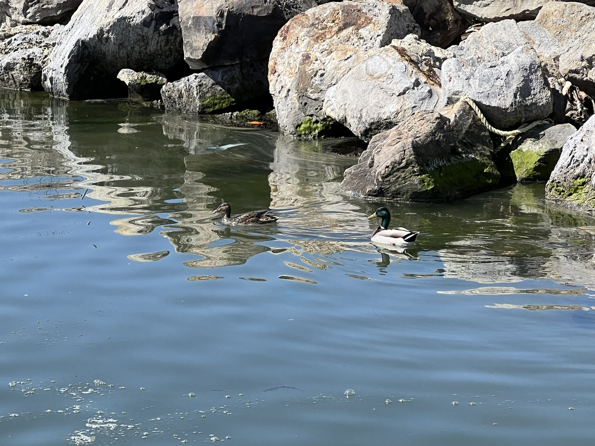 Alameda Waterfront Park 徒步