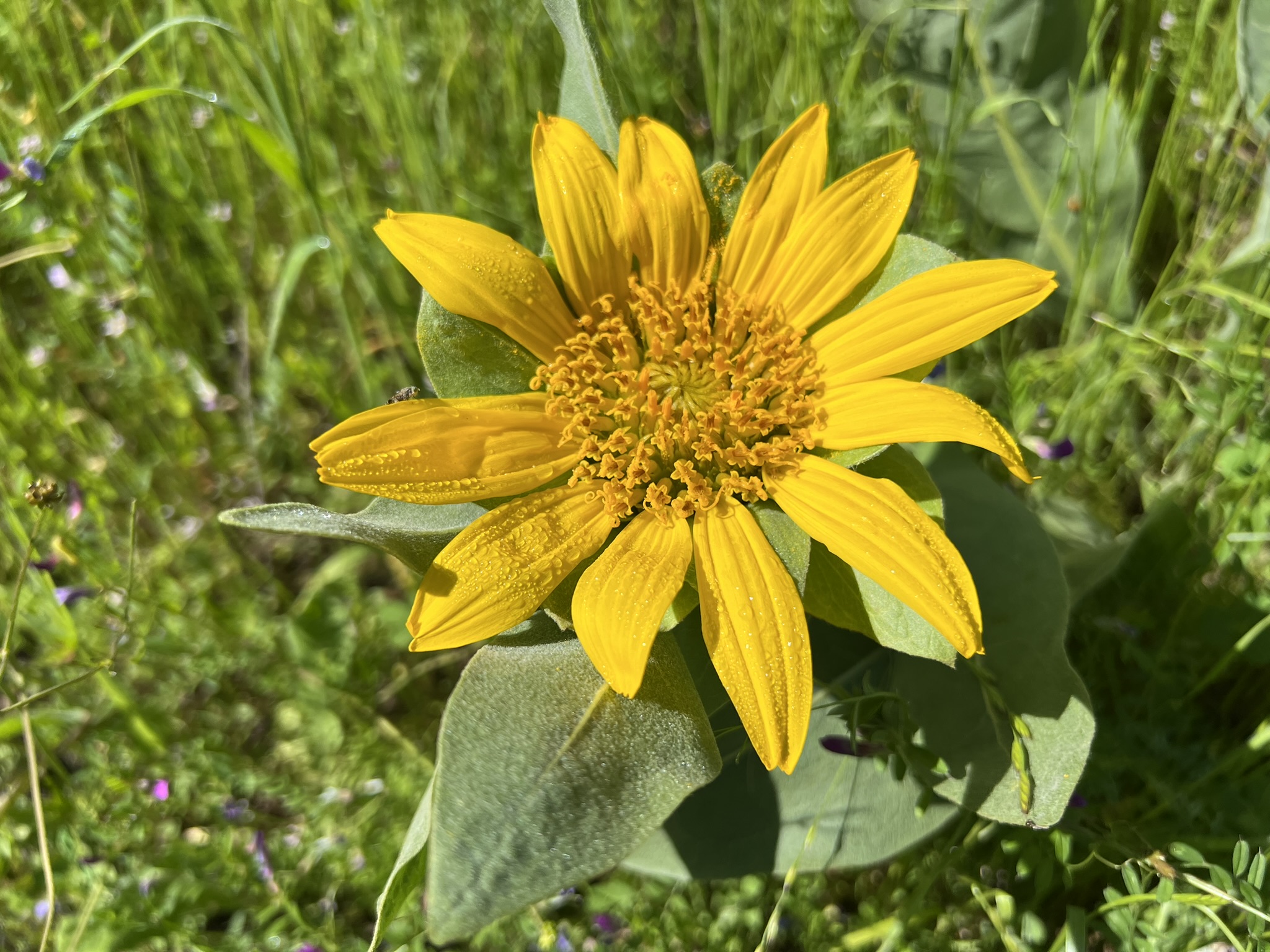 花