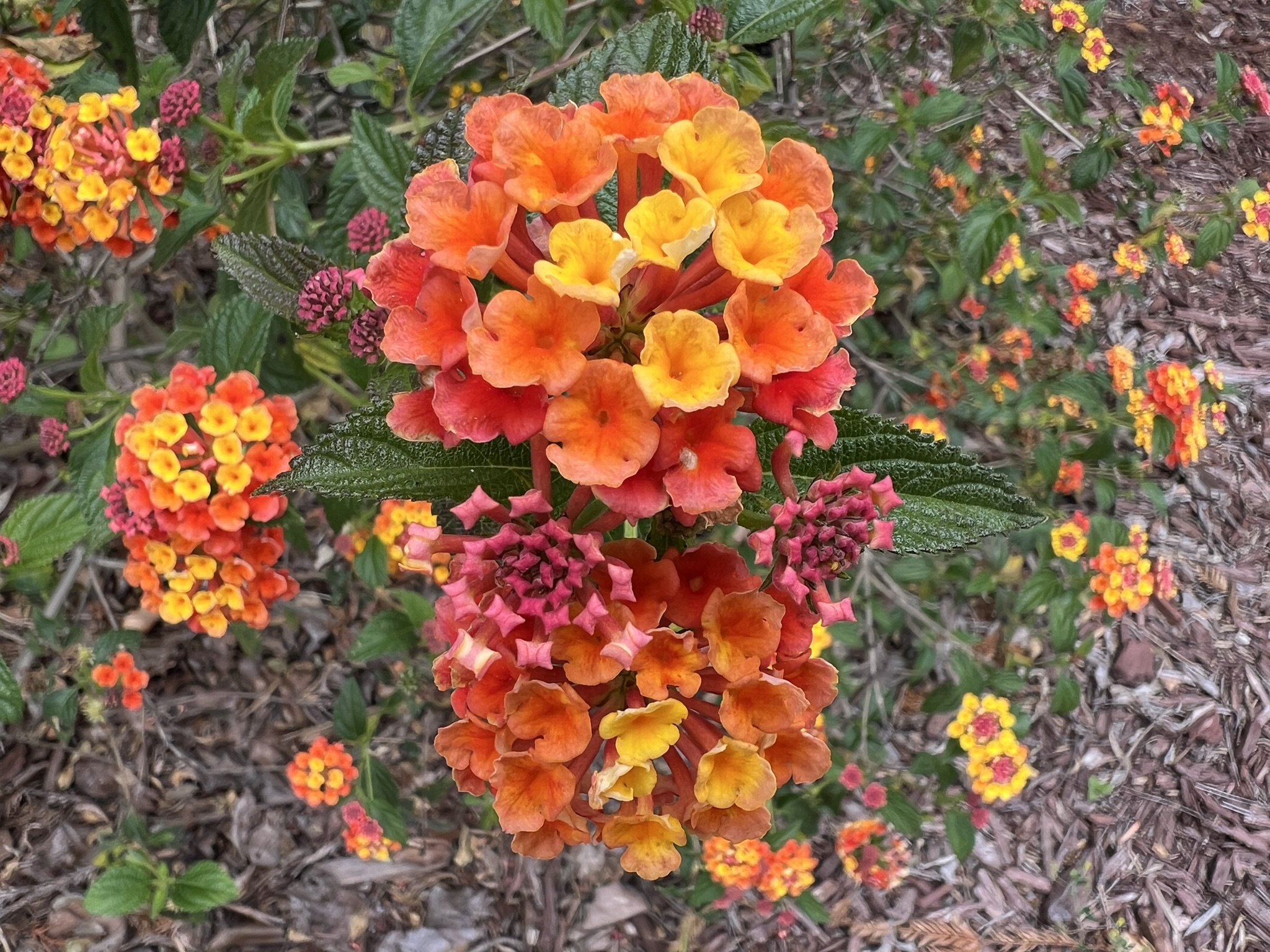 花
