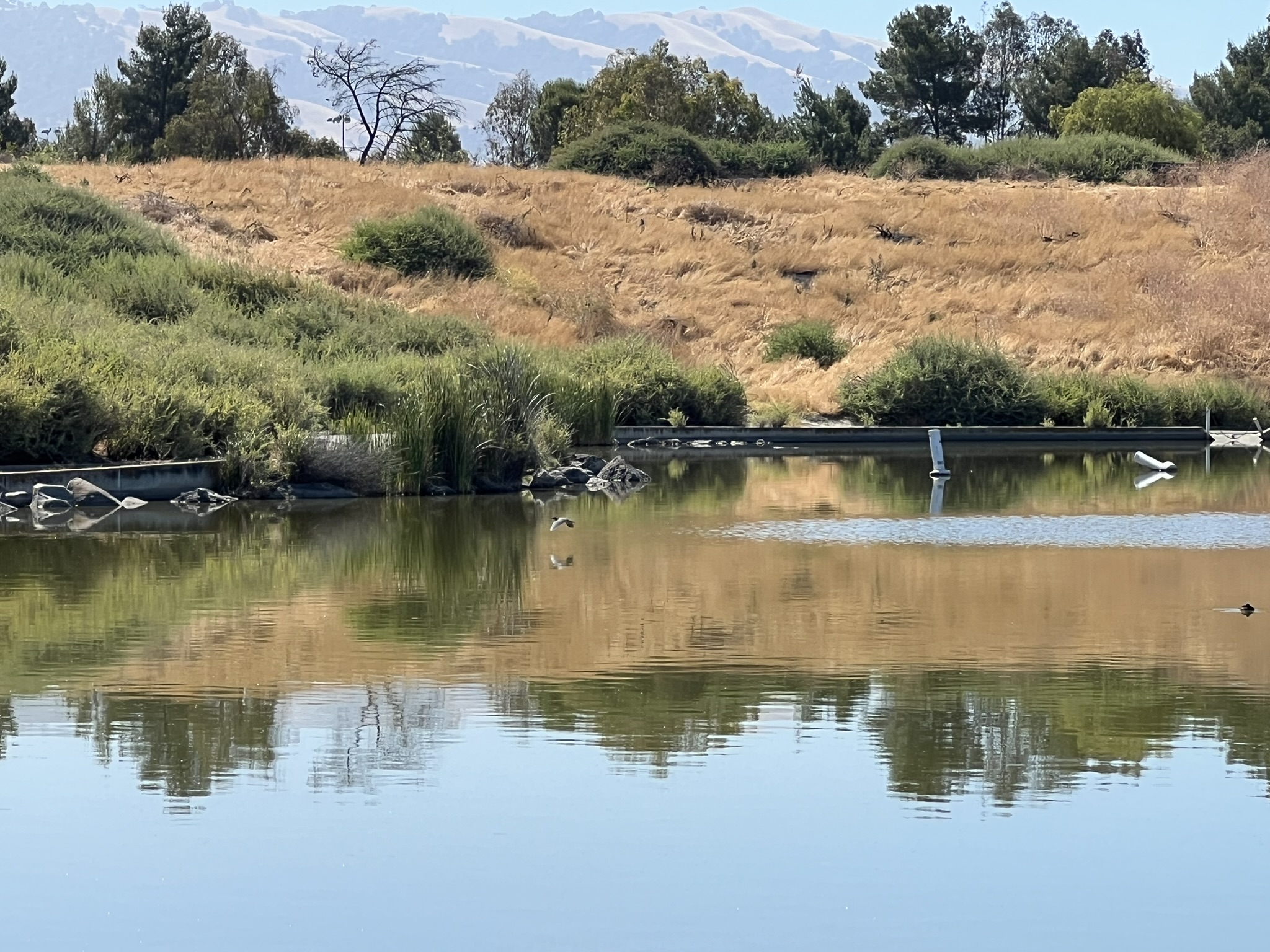 Lake Cunningham