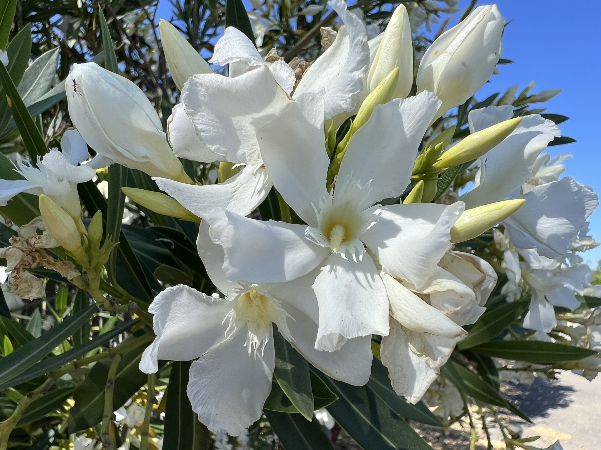 白花