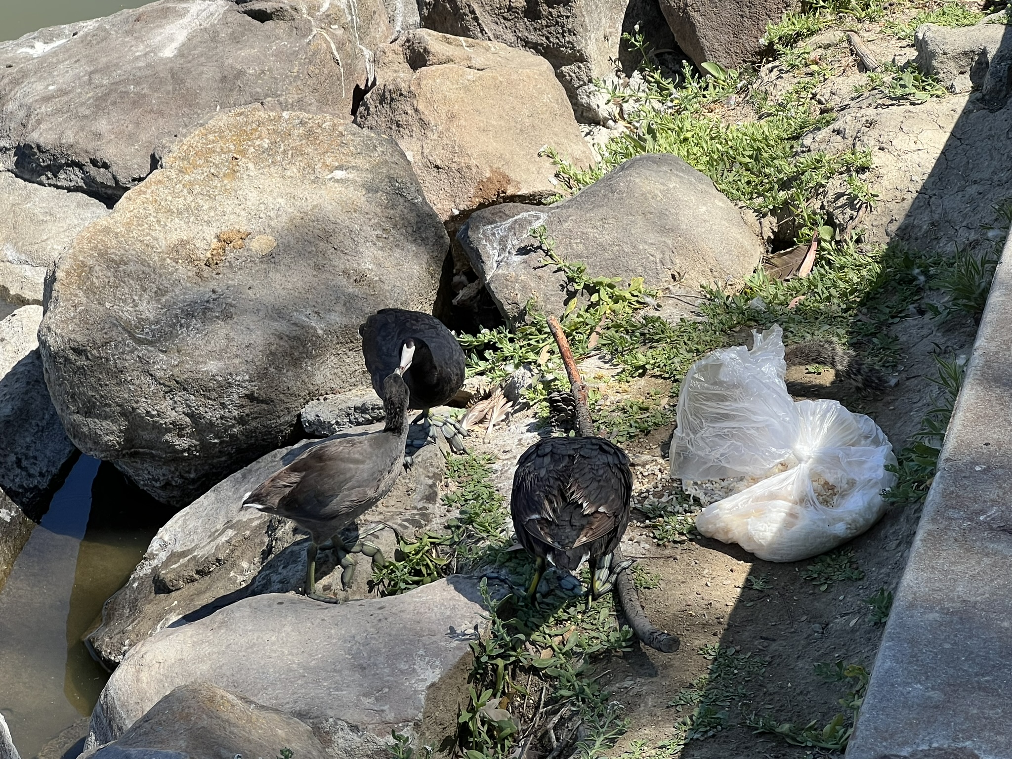 饲喂幼鸟