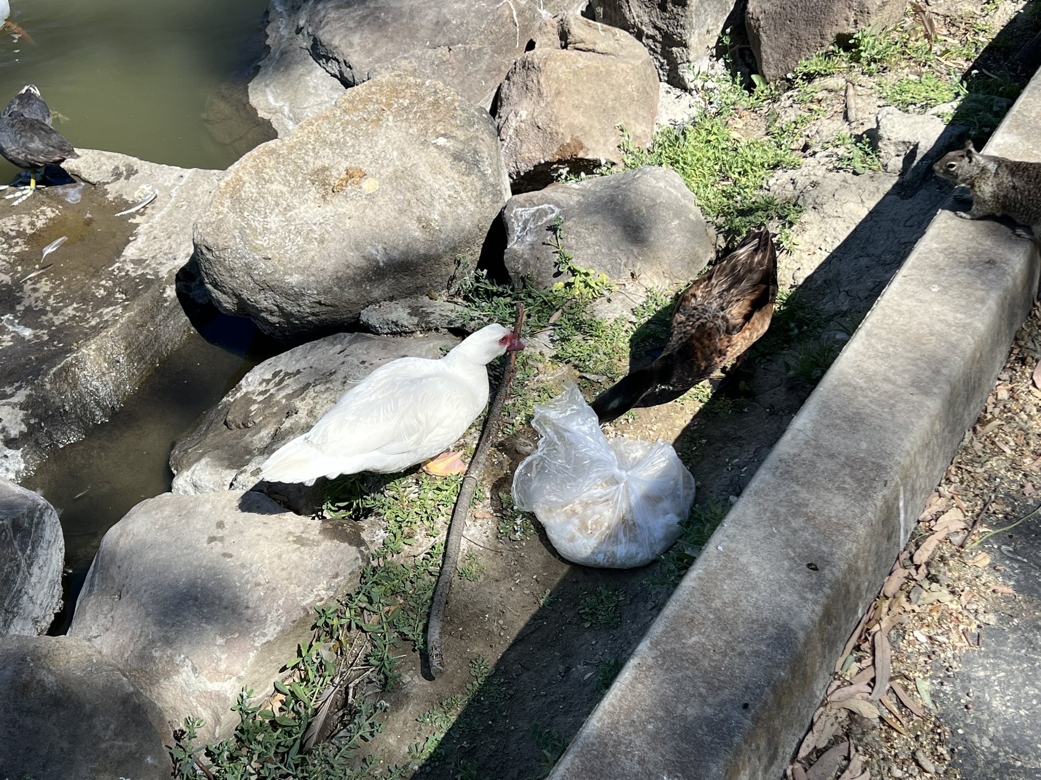 暴风吸入大米