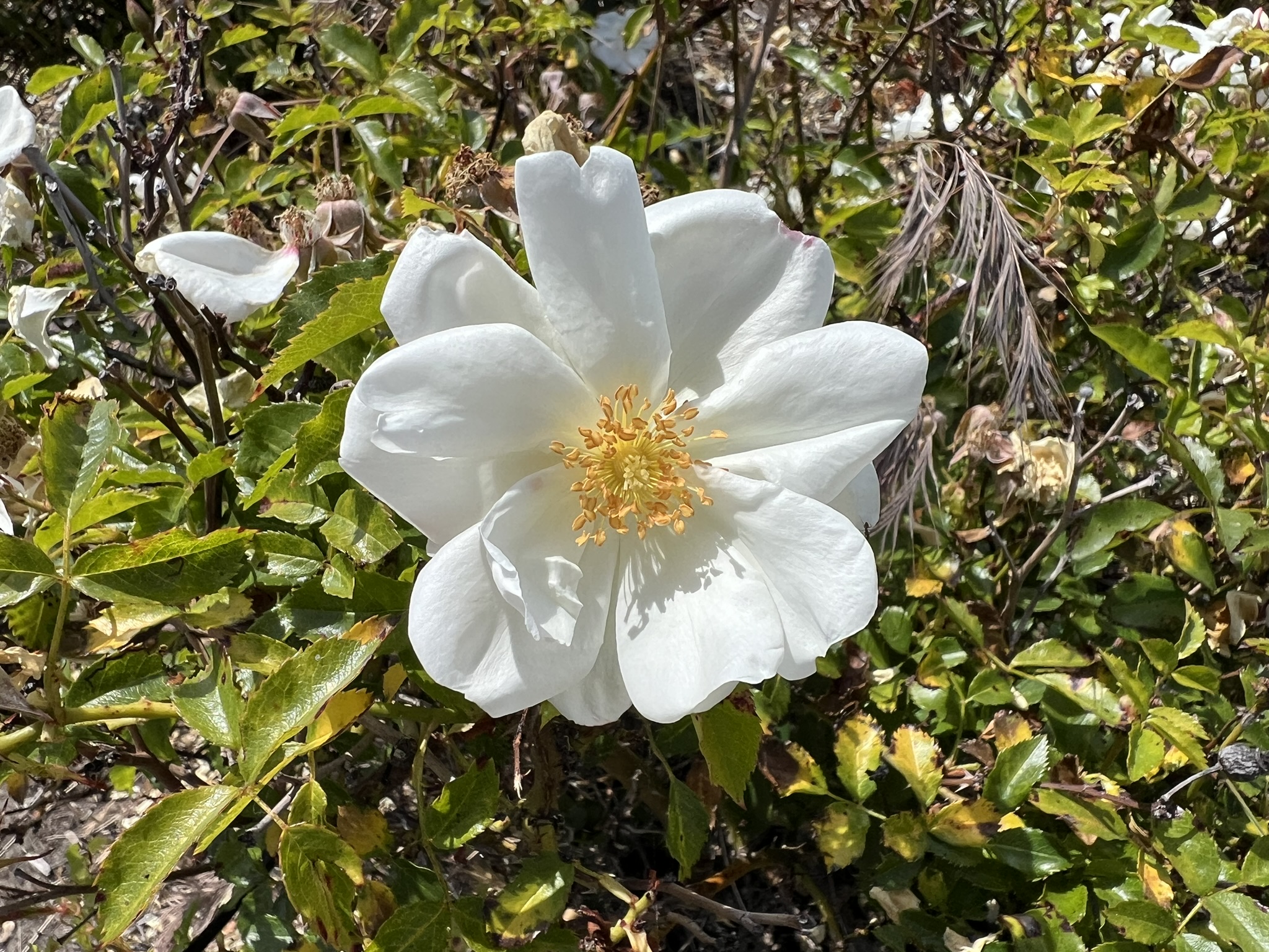 花
