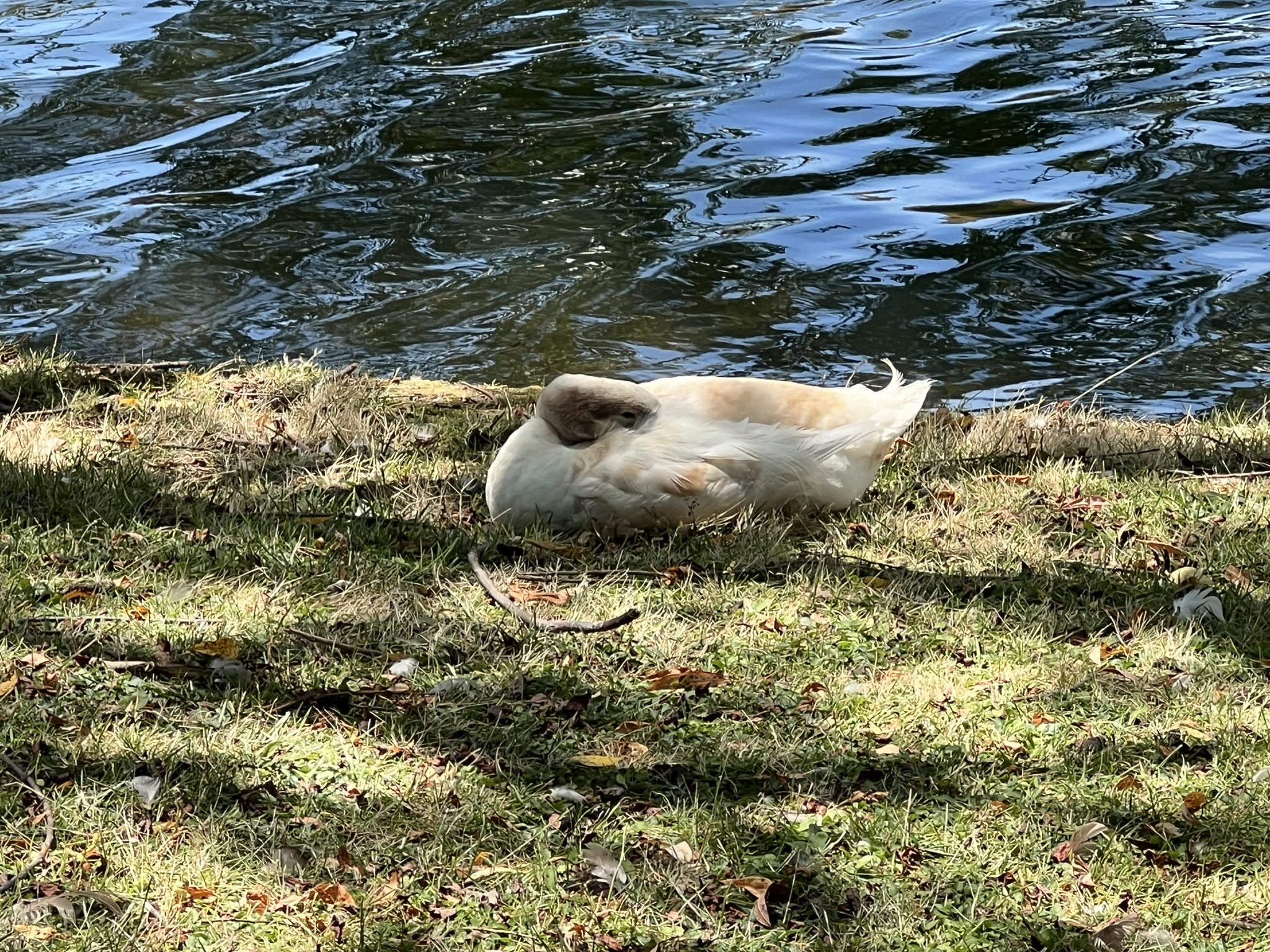 鸭子