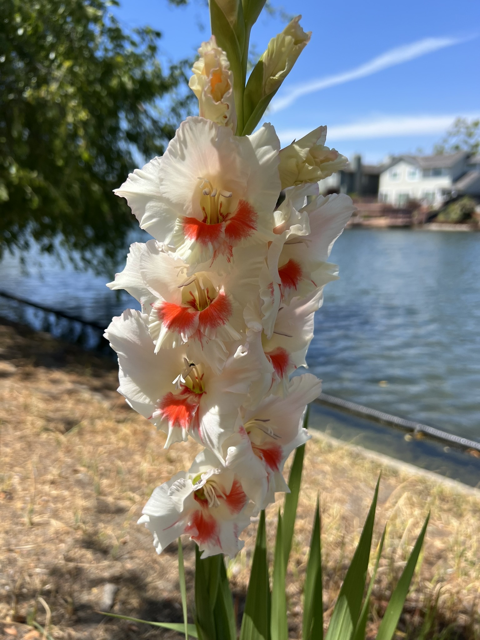 花