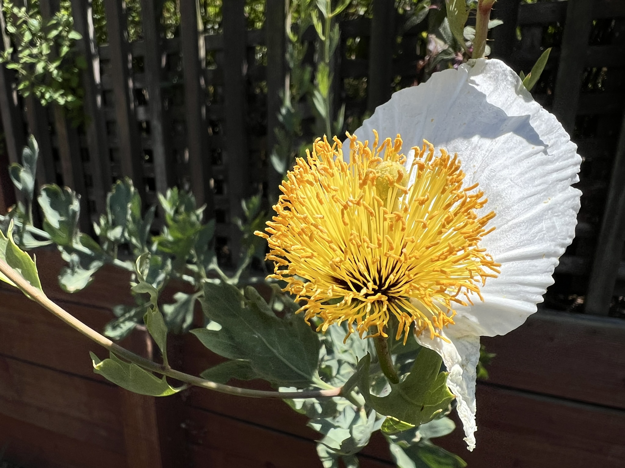 花蕊