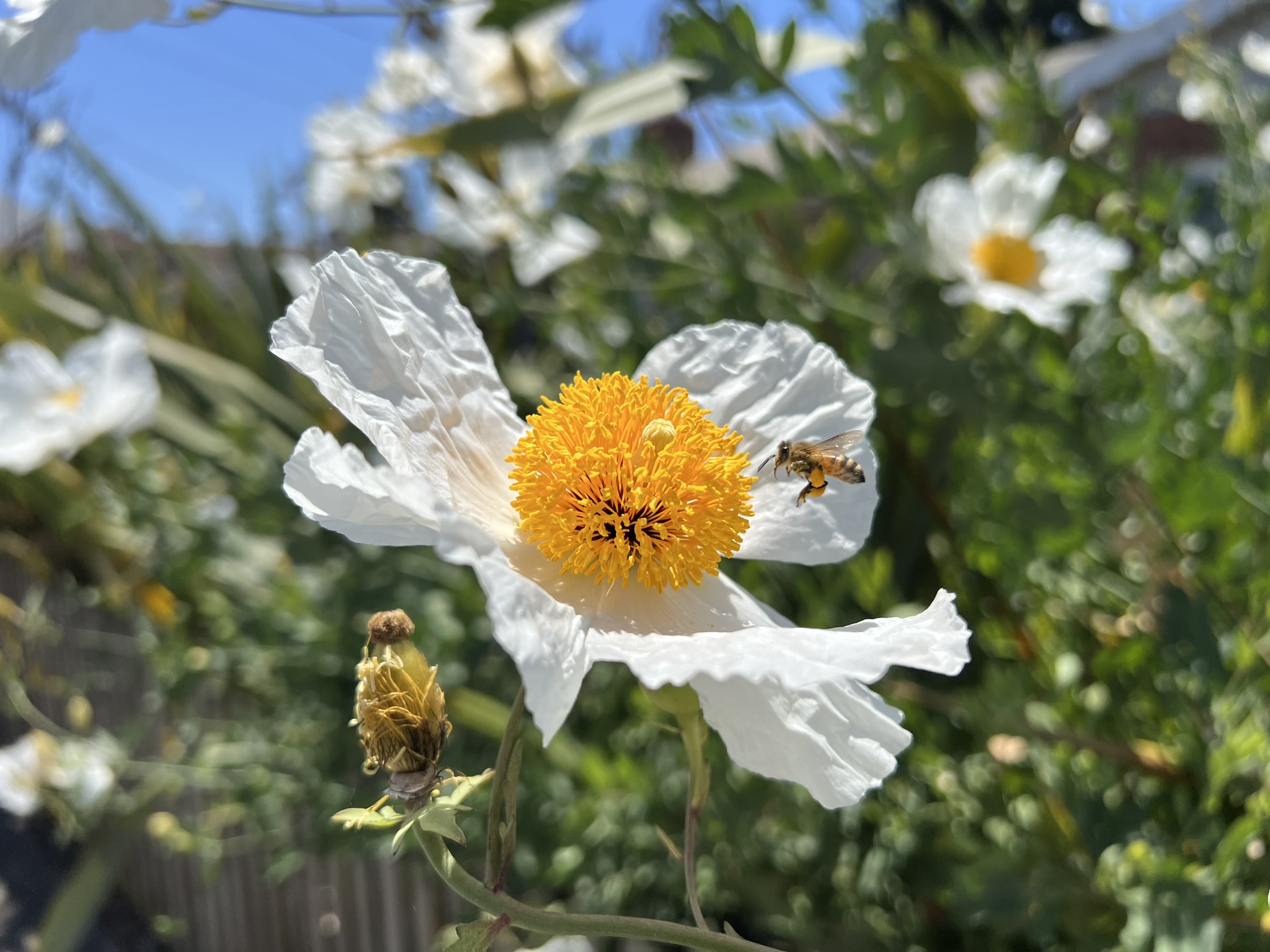花和蜜蜂