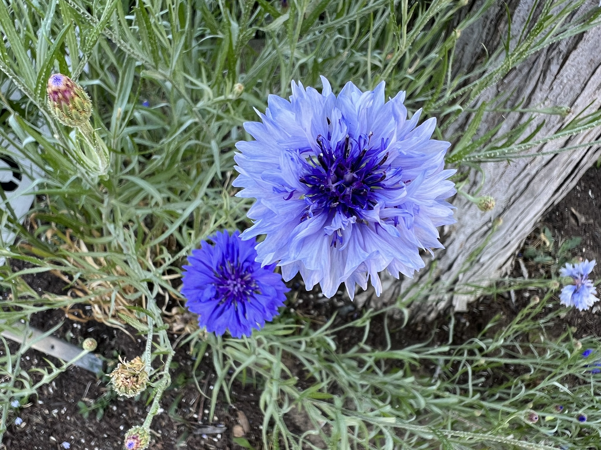 花
