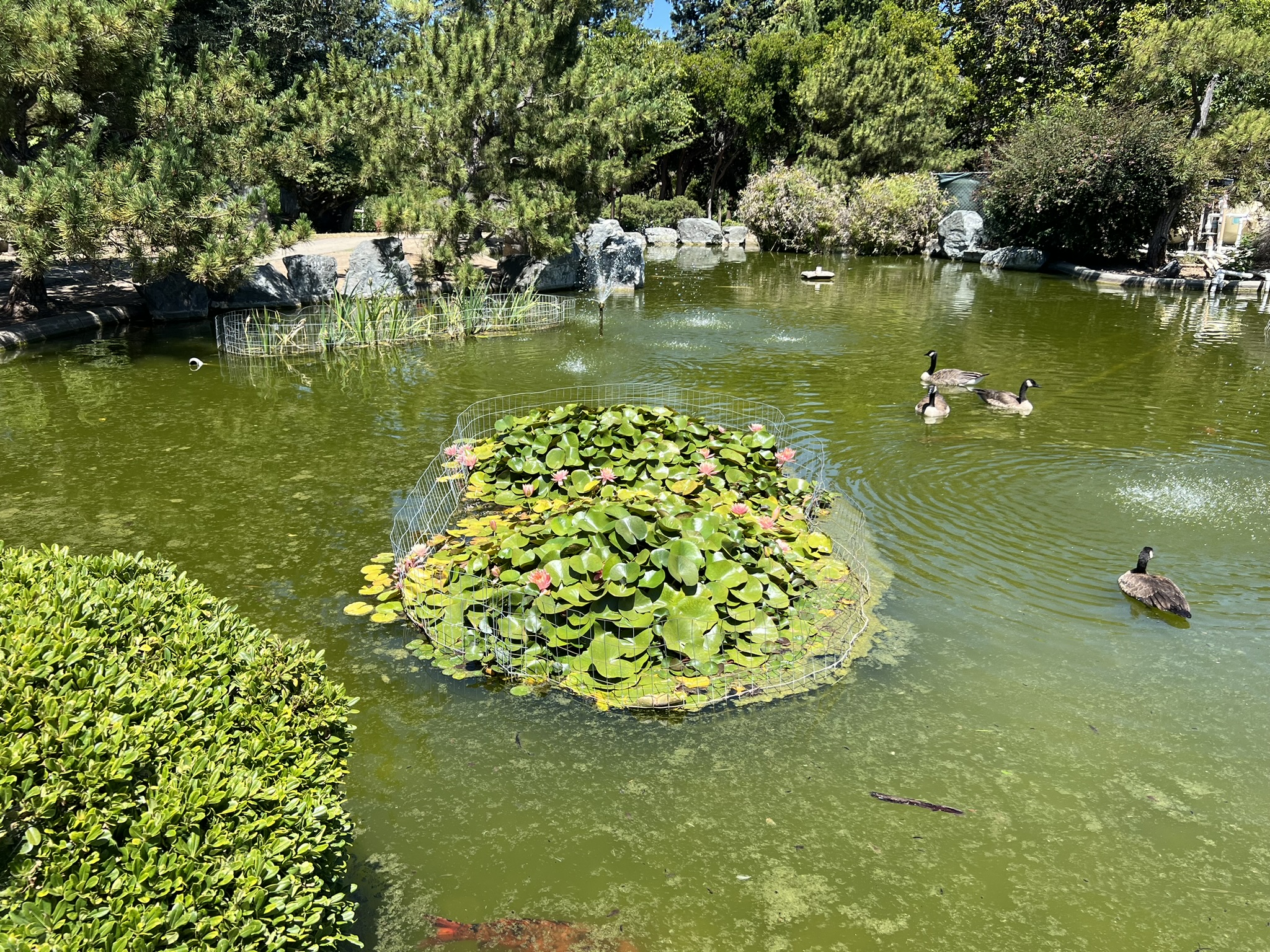 莲花
