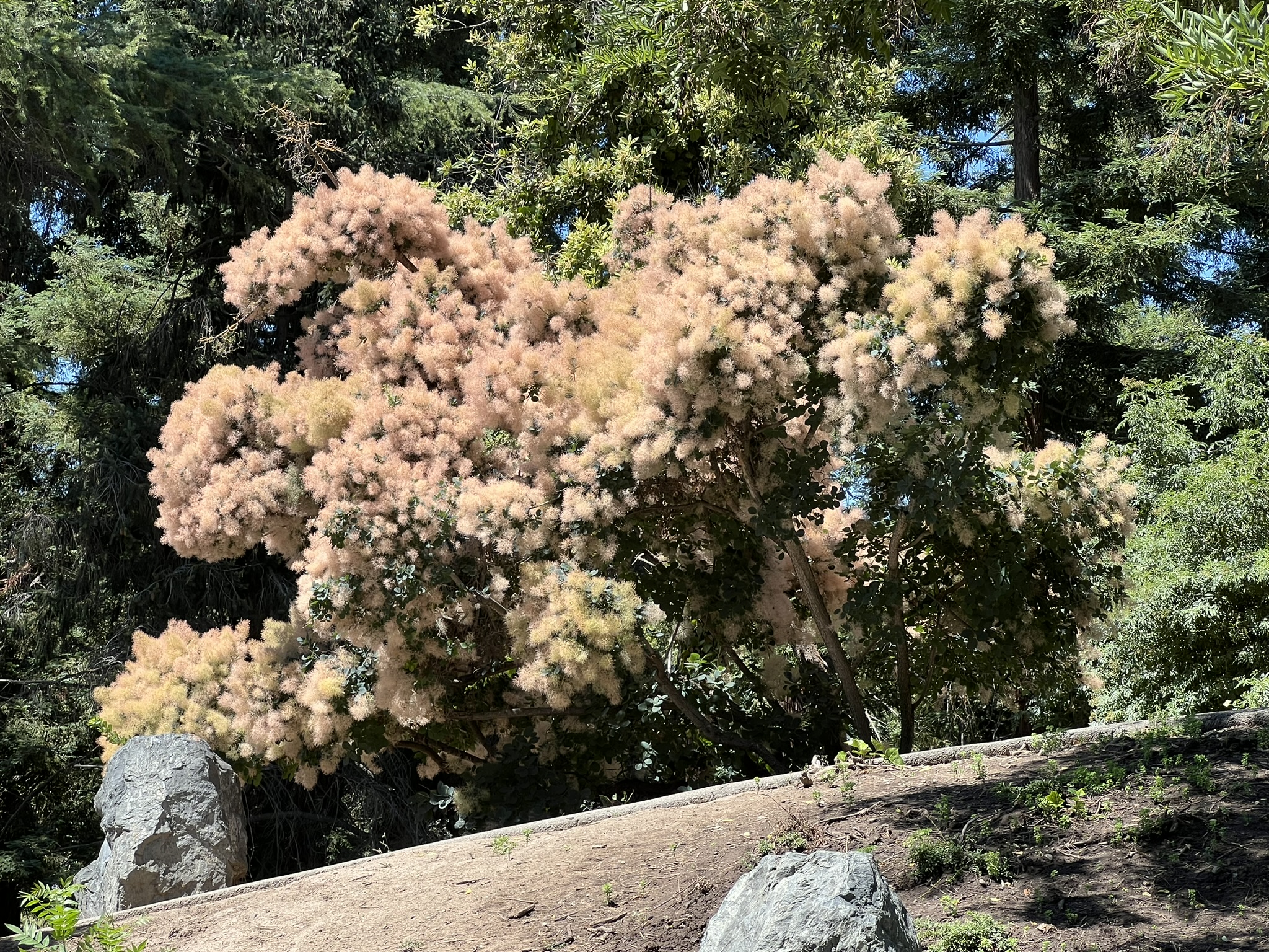 山包上奇特的树
