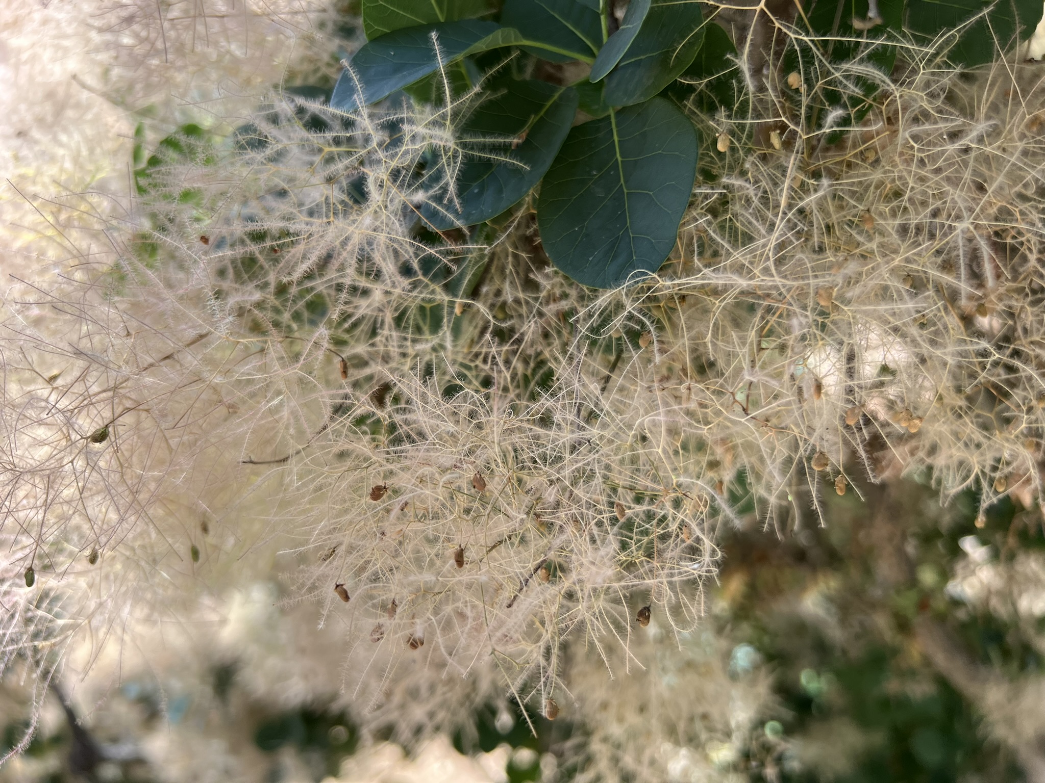 山包上奇特的树
