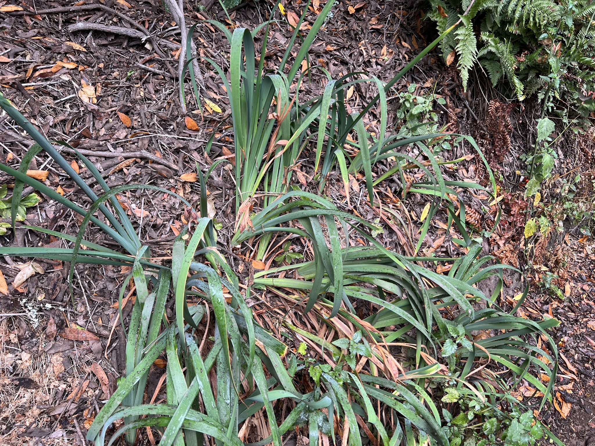 植物