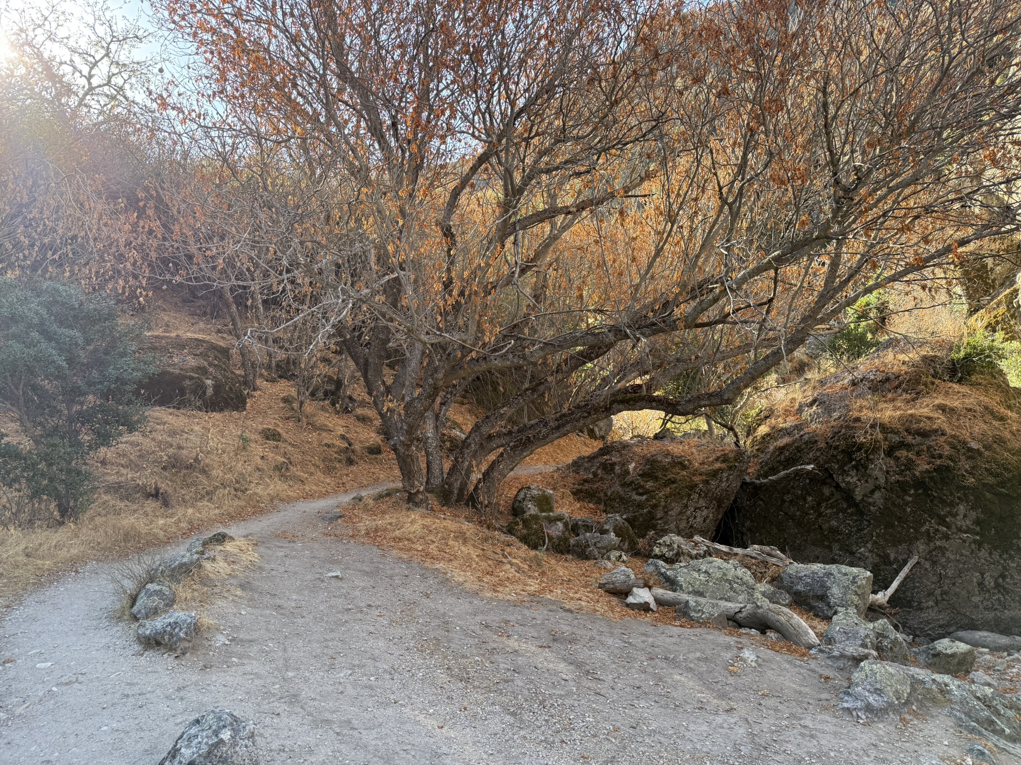Sycamore Trail