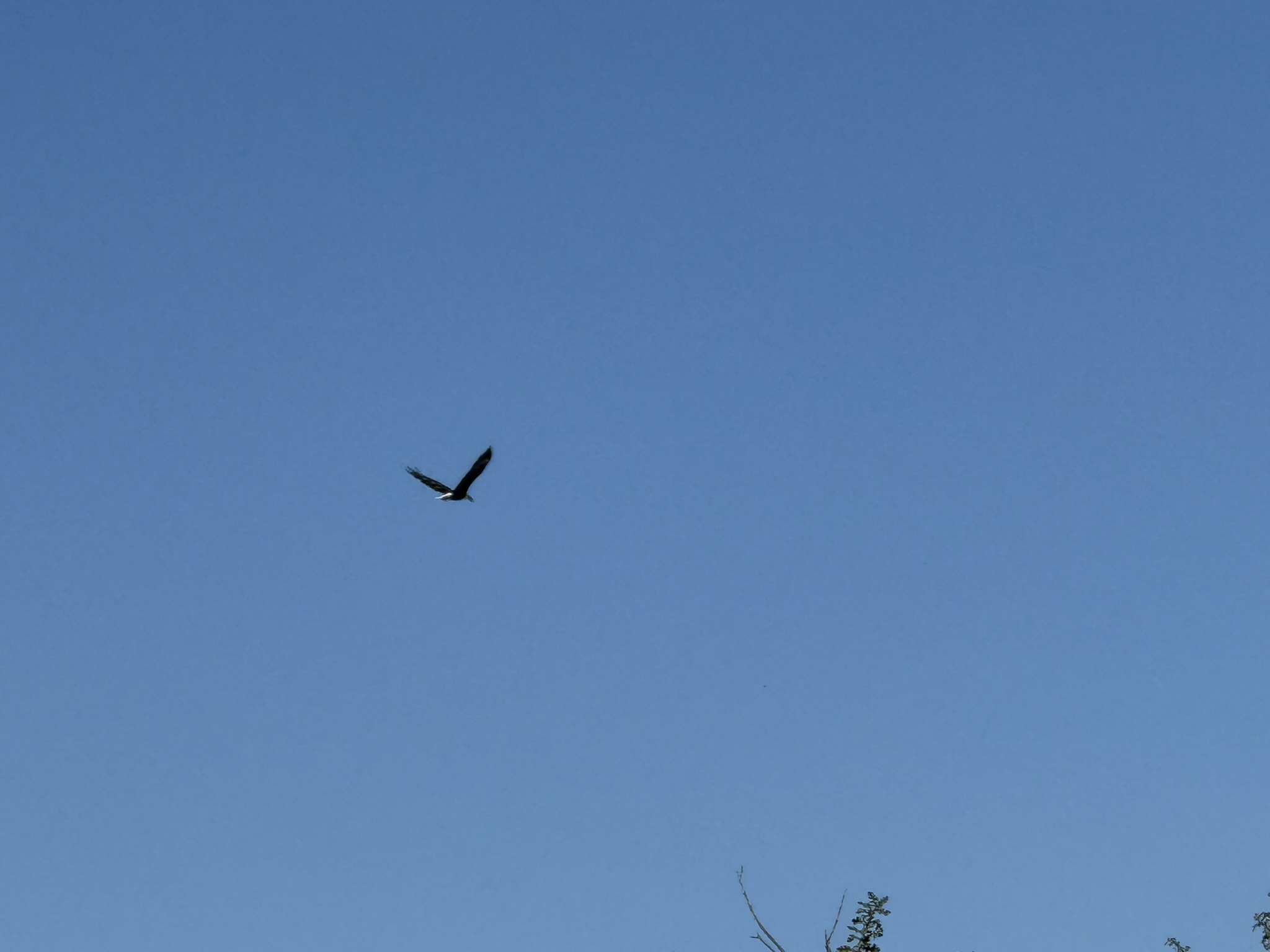 Bald Eagle，iPhone 16 Pro 大长焦很难拍的清楚