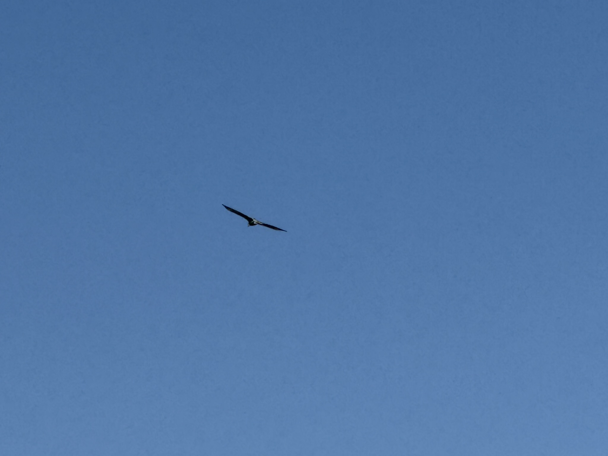 Bald Eagle，iPhone 16 Pro 大长焦很难拍的清楚