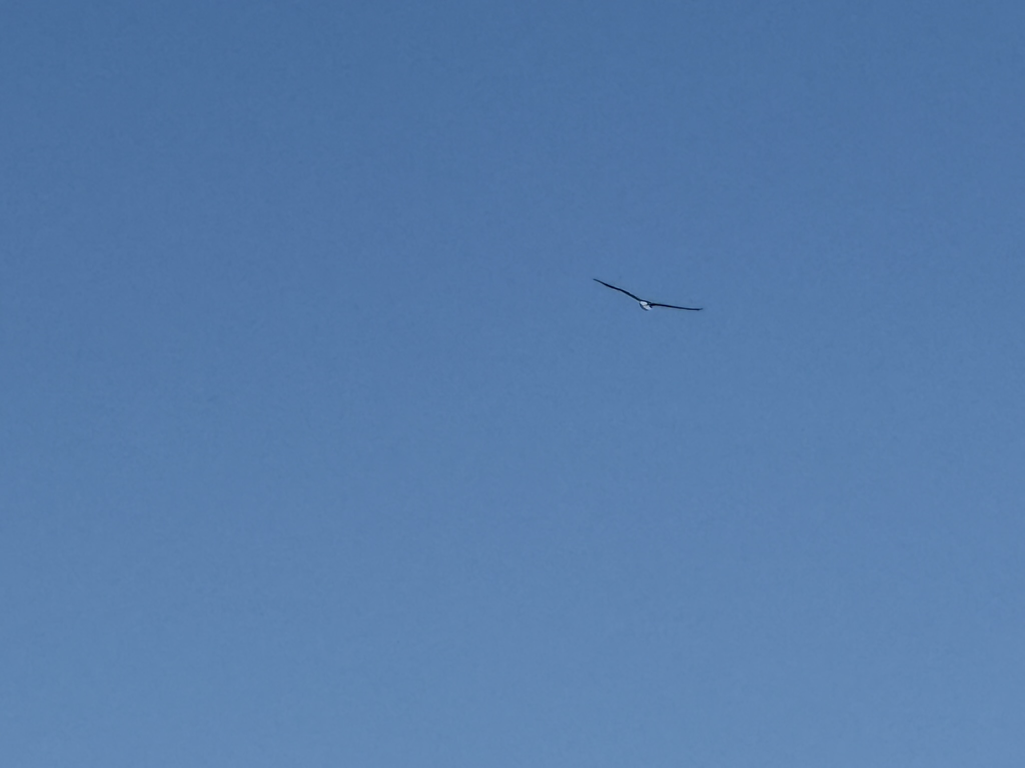 Bald Eagle，iPhone 16 Pro 大长焦很难拍的清楚