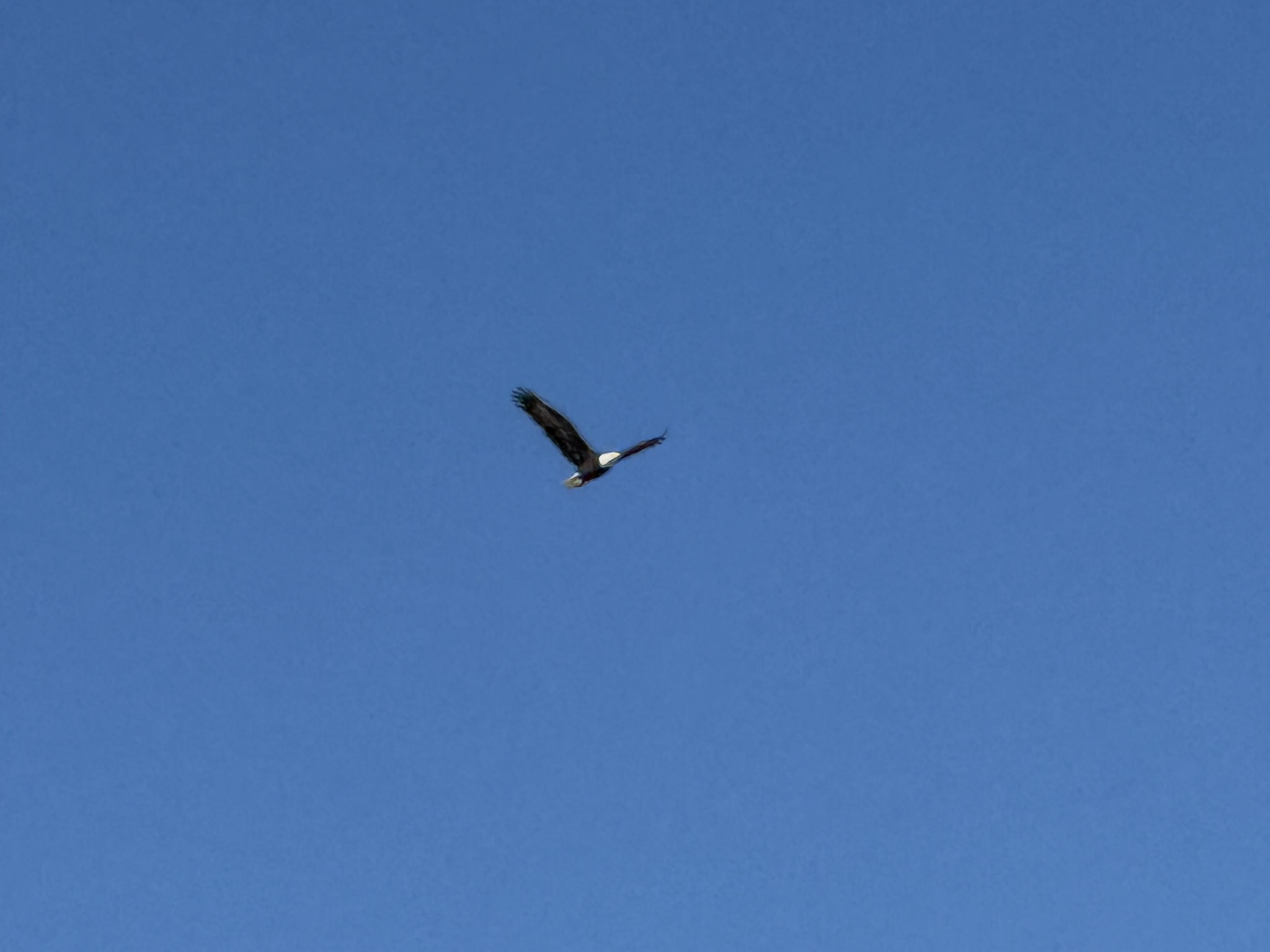 Bald Eagle，iPhone 16 Pro 大长焦很难拍的清楚