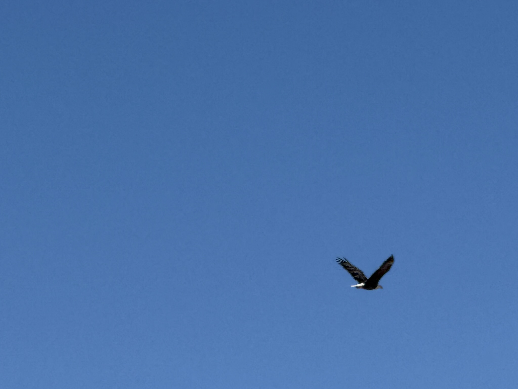 Bald Eagle，iPhone 16 Pro 大长焦很难拍的清楚