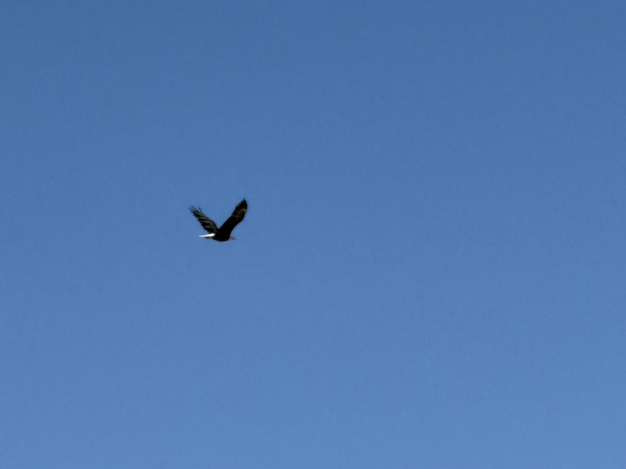 Bald Eagle，iPhone 16 Pro 大长焦很难拍的清楚