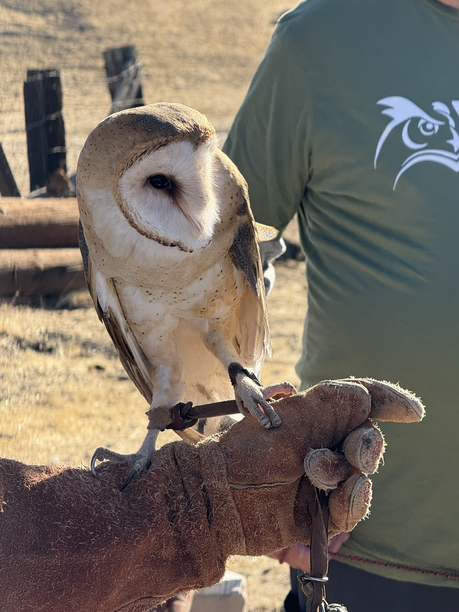 Barn Owl