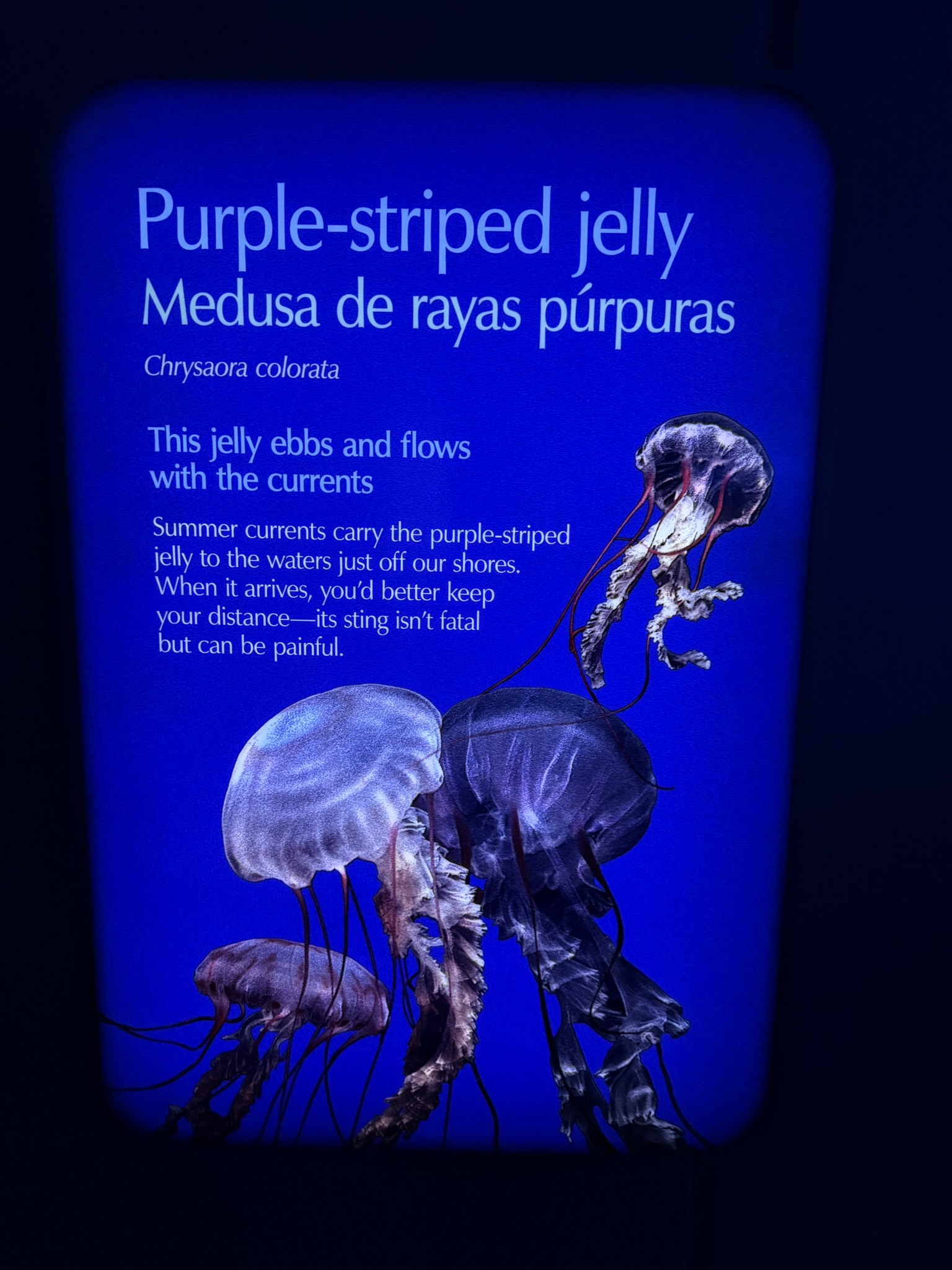 Monterey Bay Aquarium