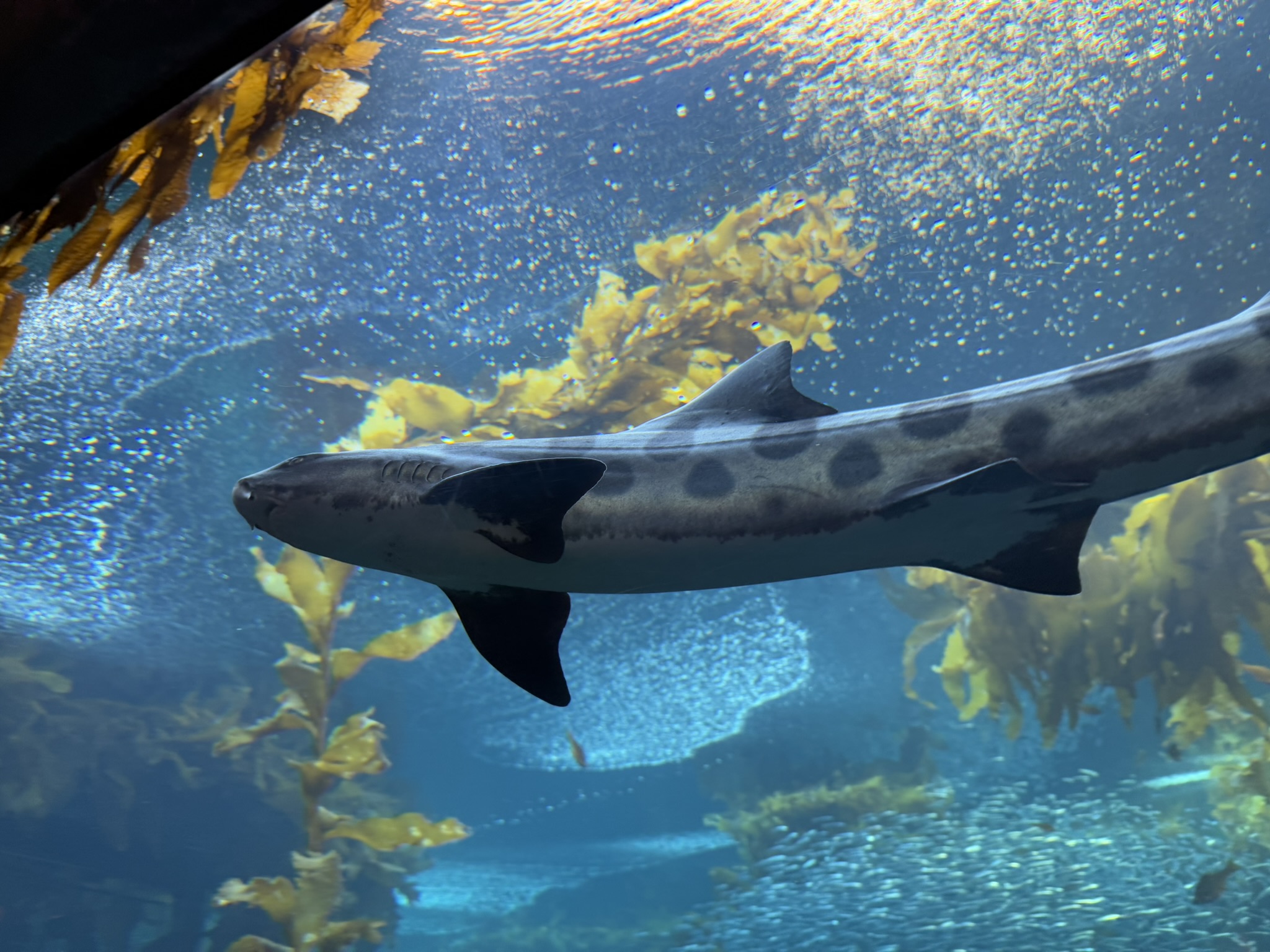Monterey Bay Aquarium